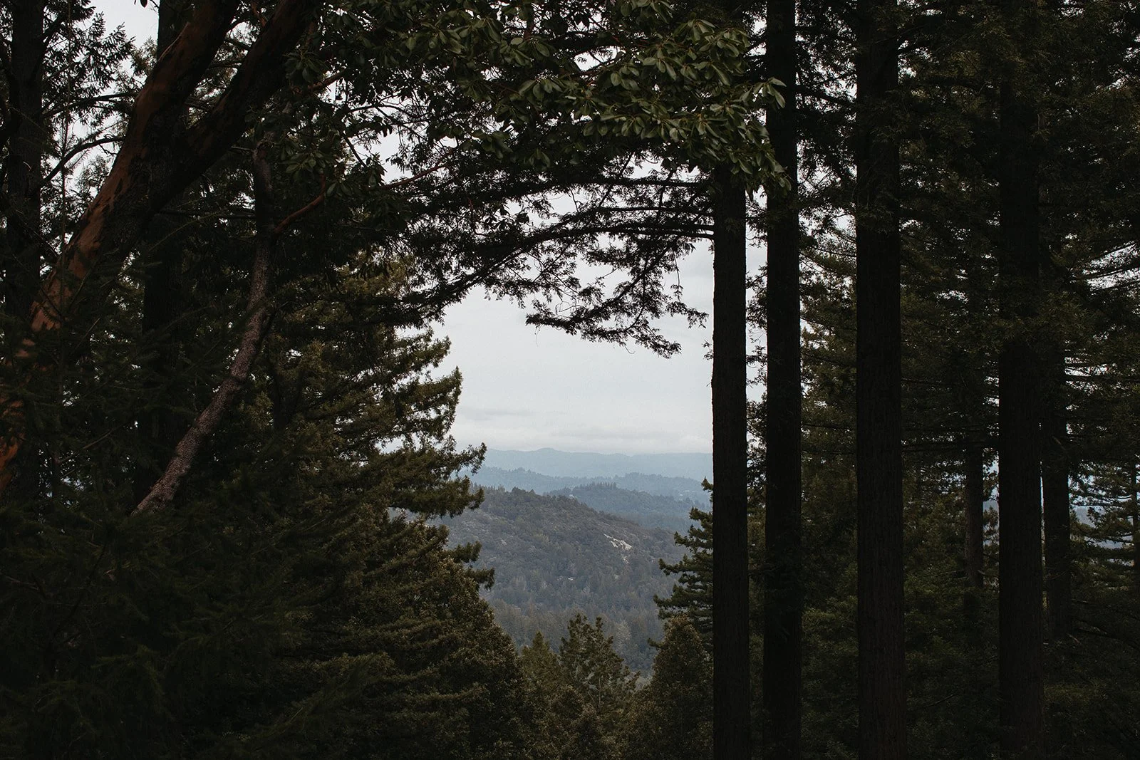 Sequoia Retreat Wedding Planning.jpg