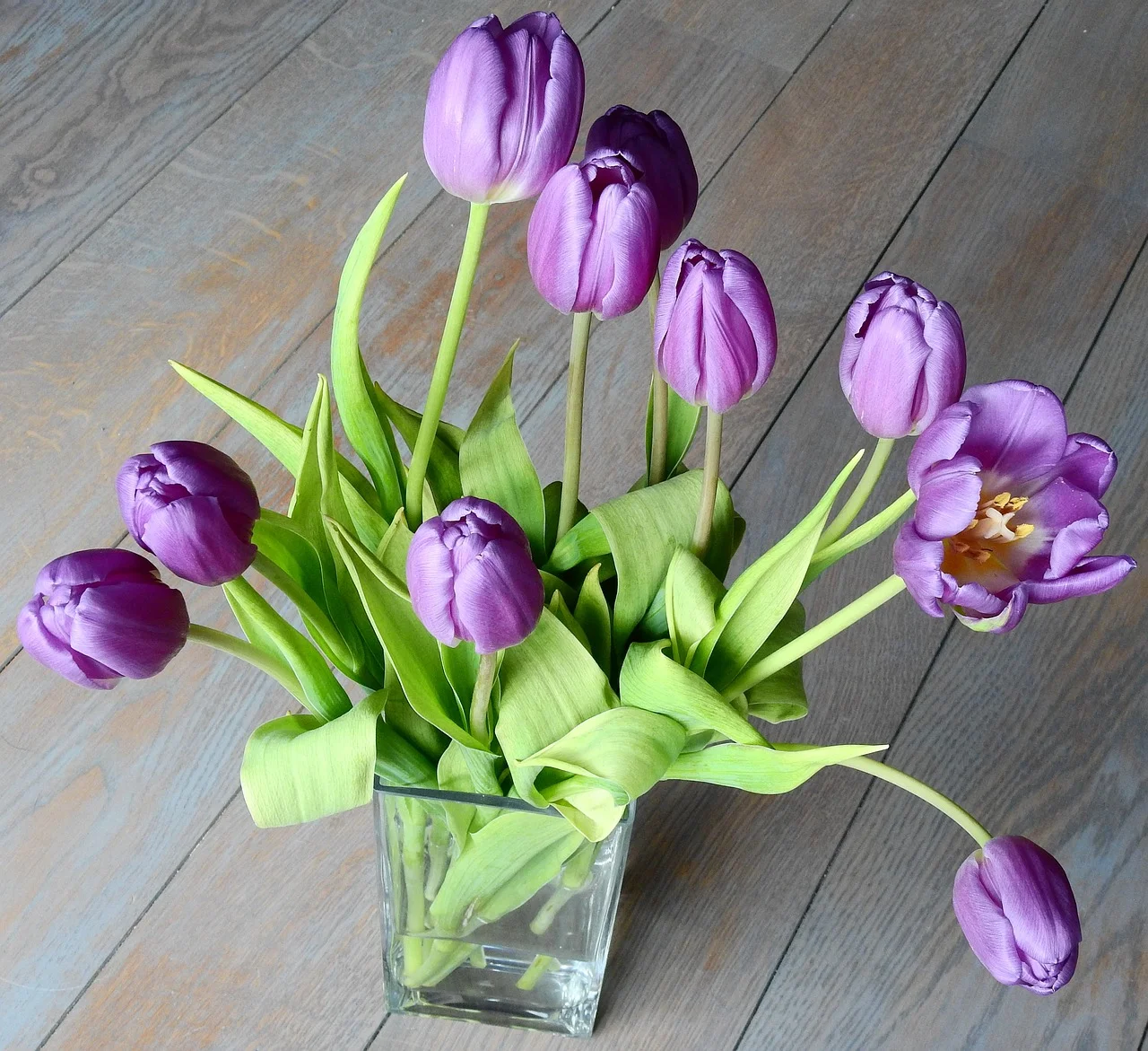 tulip-3273757_1280.jpg
