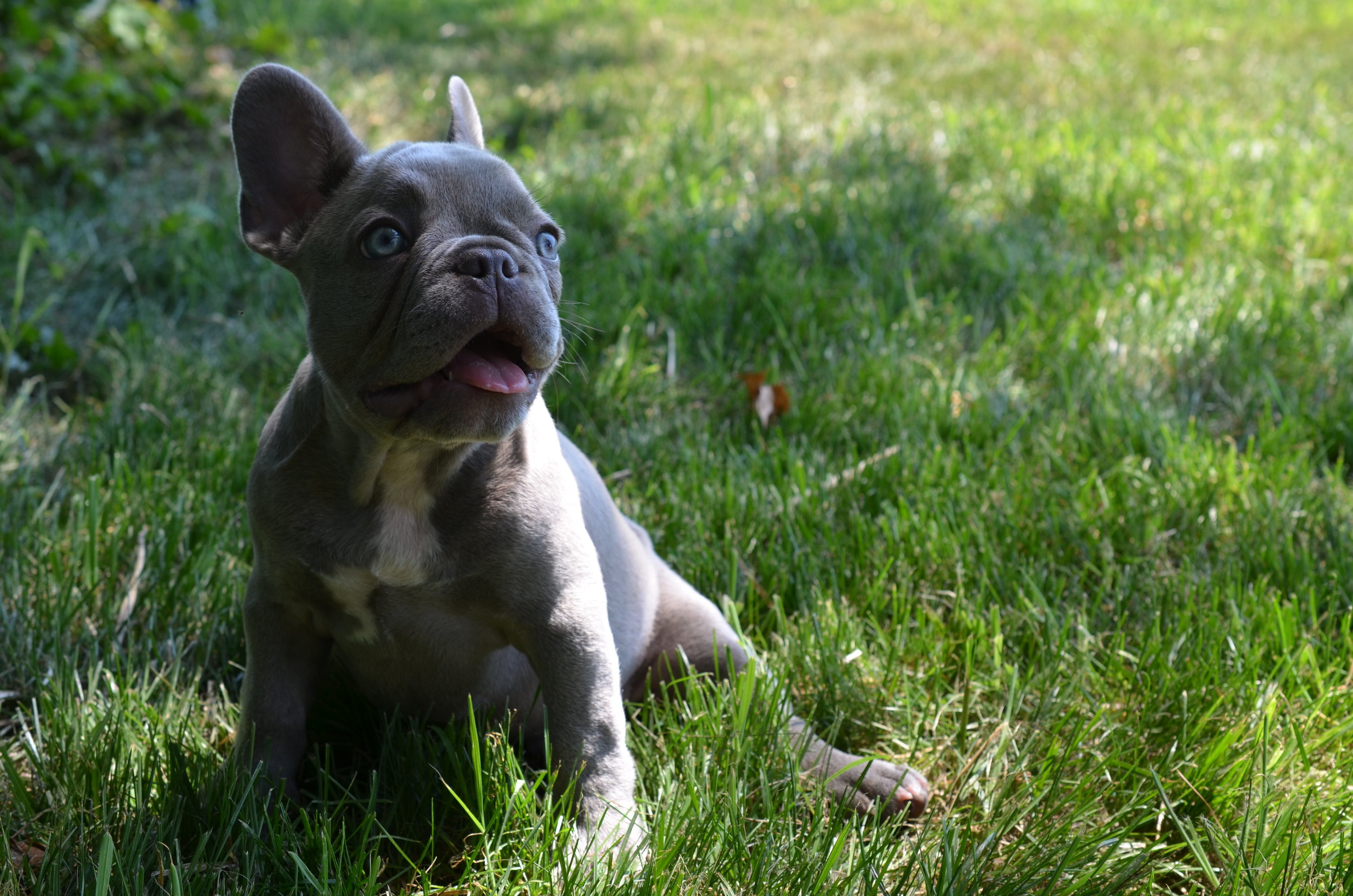 Winston