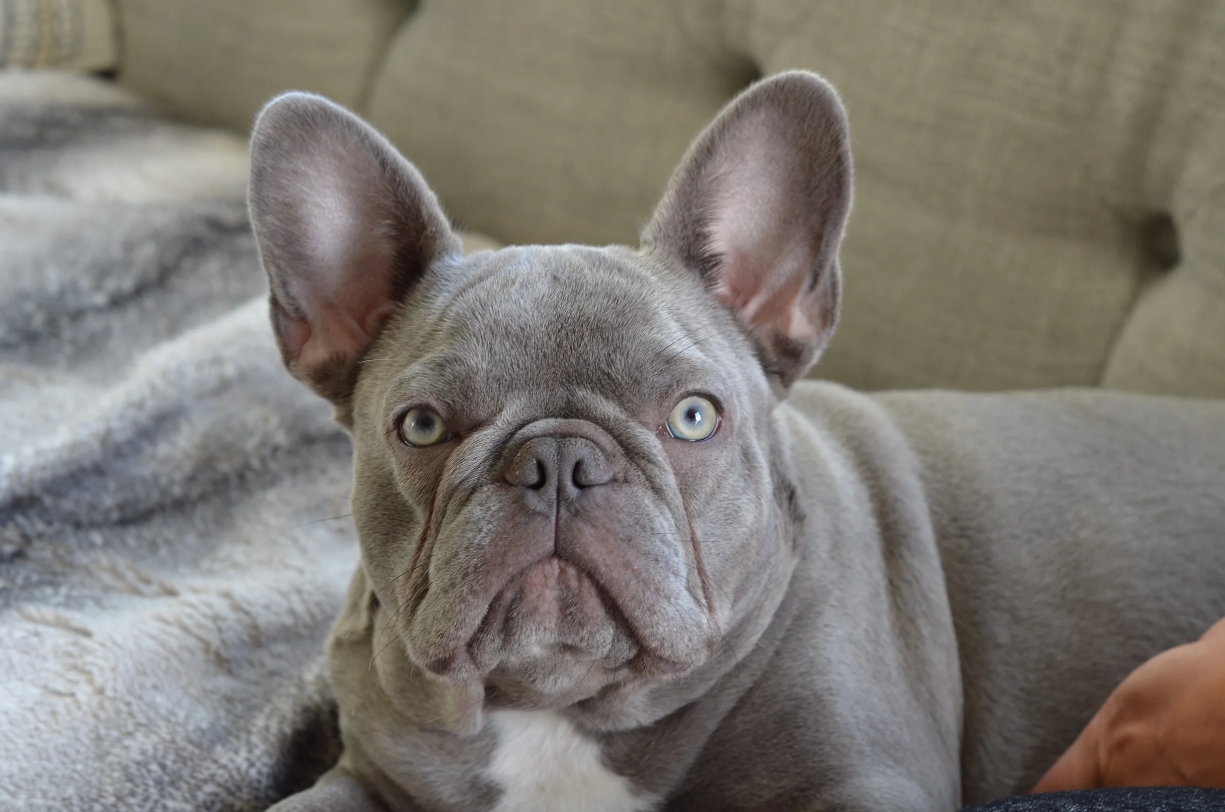 Full Grown Lilac Frenchie Full Grown Blue Tan French Bulldog Adult