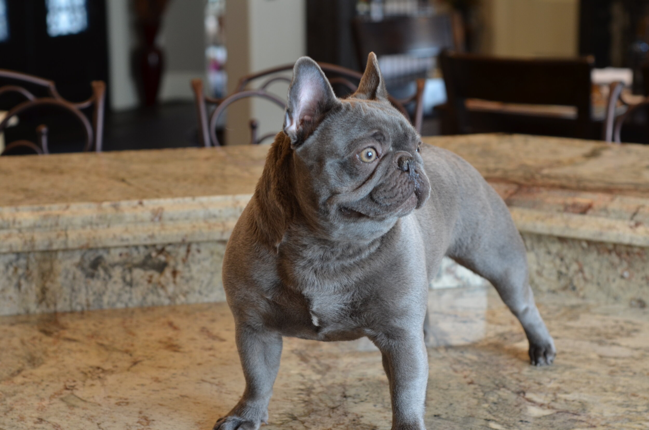 Speedwell Forge French Bulldogs — Our Dogs