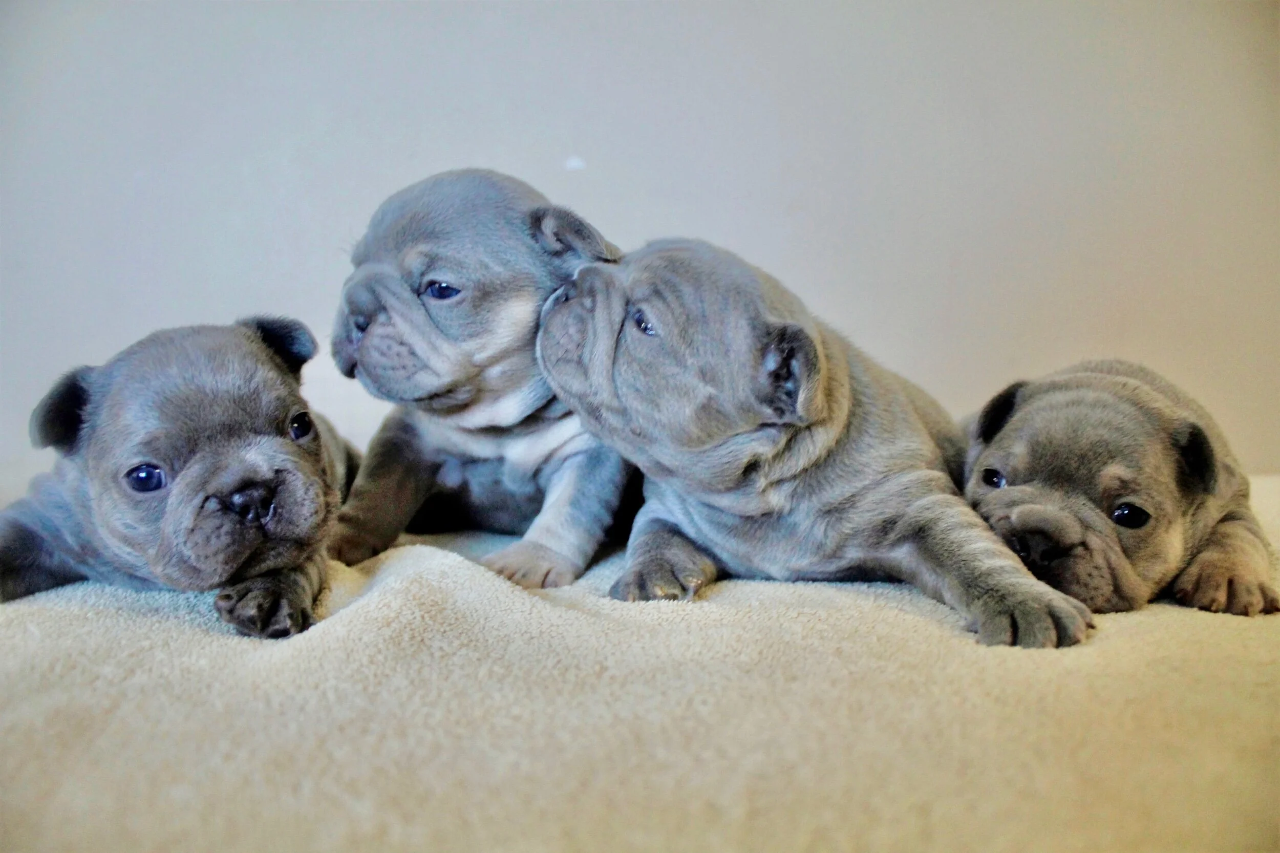 Speedwell Forge French Bulldogs
