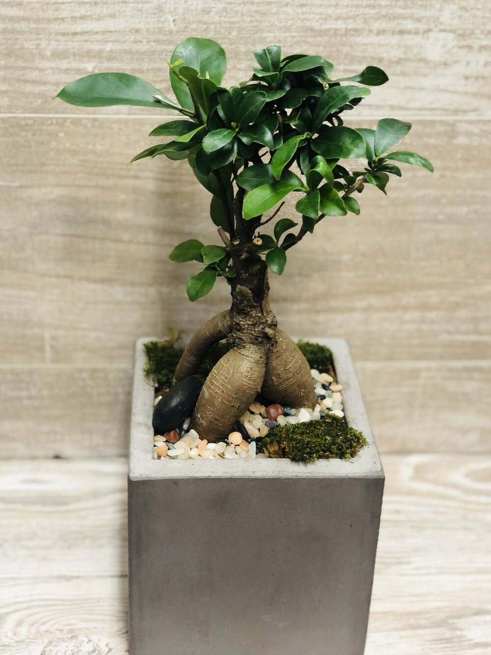 Ginseng Grafted Ficus Bonsai — Chaba Florist