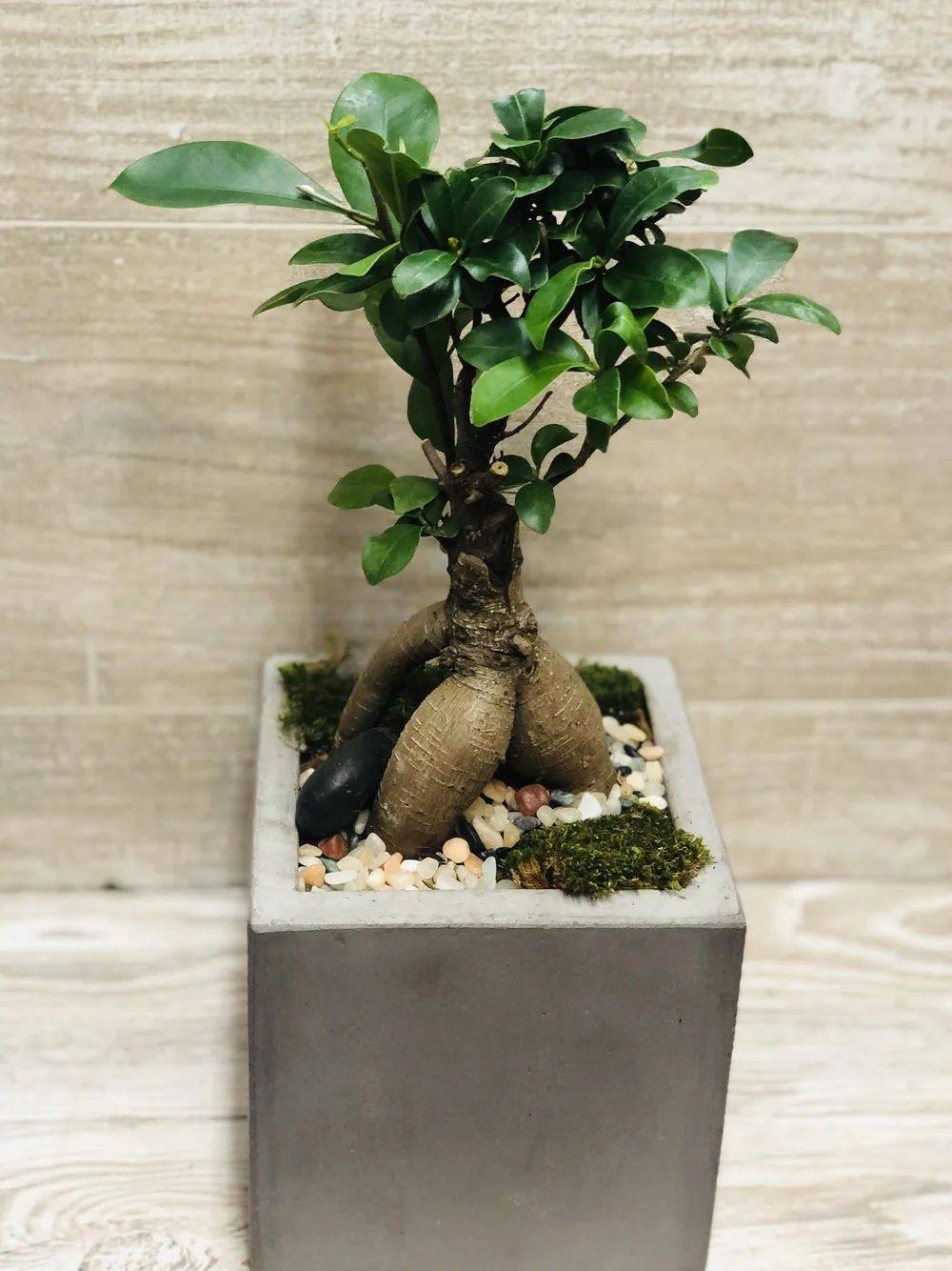 jadebaum bonsai Bonsai Jade Tree Kokedama | Living Succulent main image 0