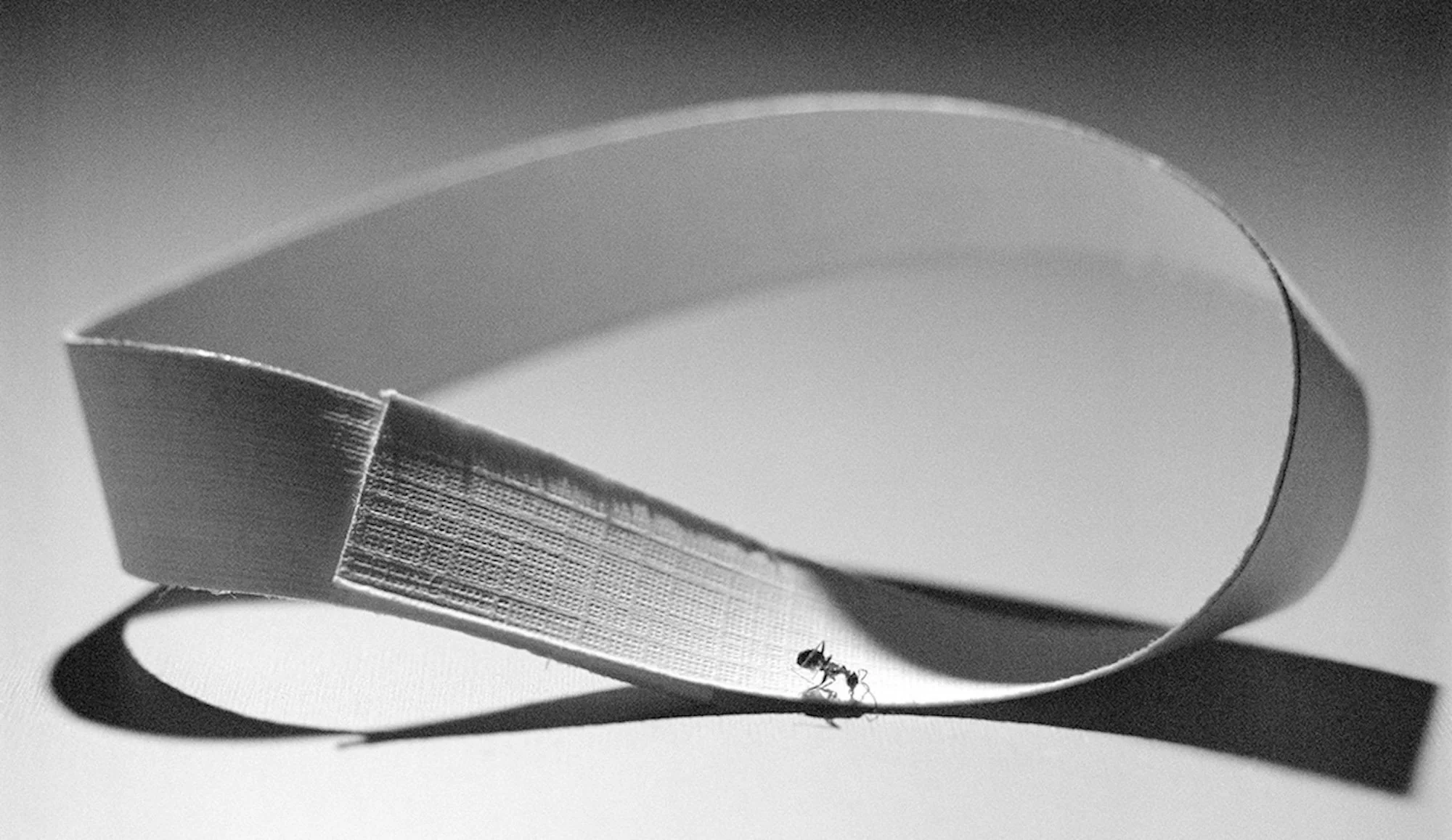02_Untitled (Ant on Möbius)_2024.jpg