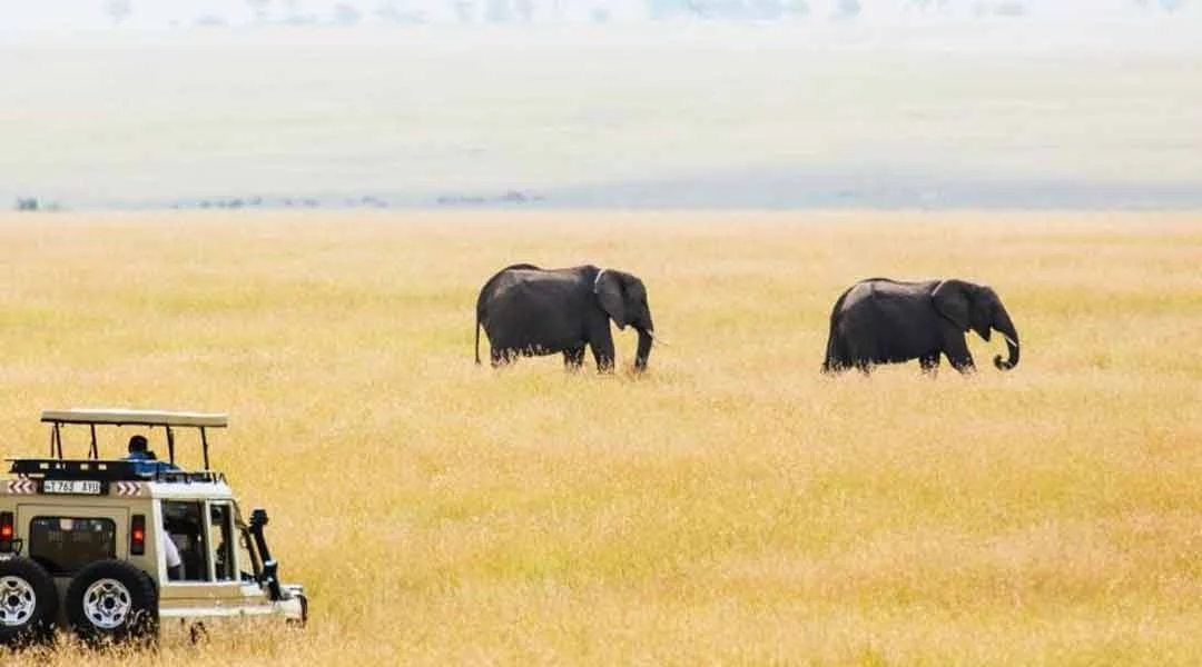 Safari car with Elephants in the SErengeti.jpg