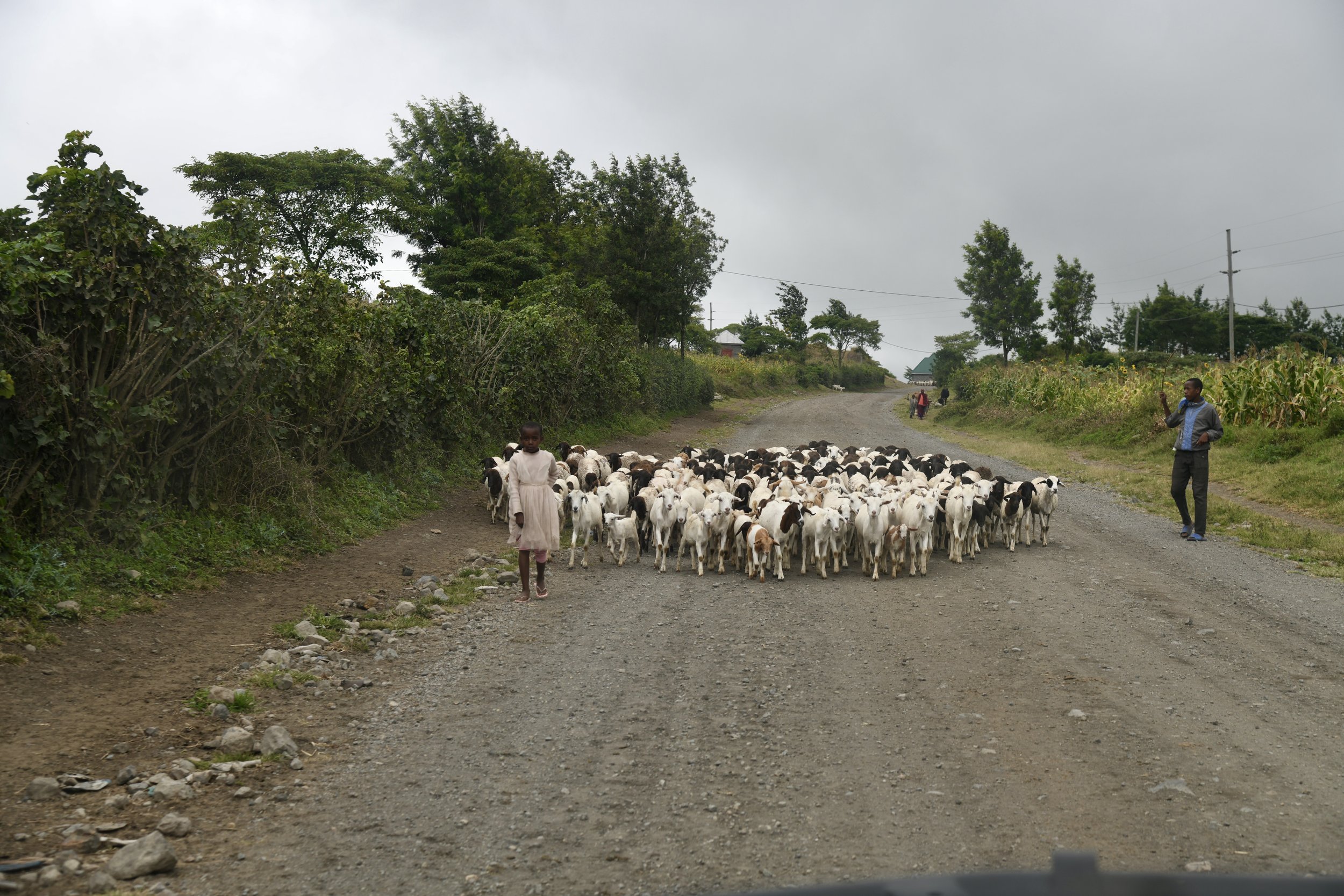 Tanzania sheep crossing.jpeg