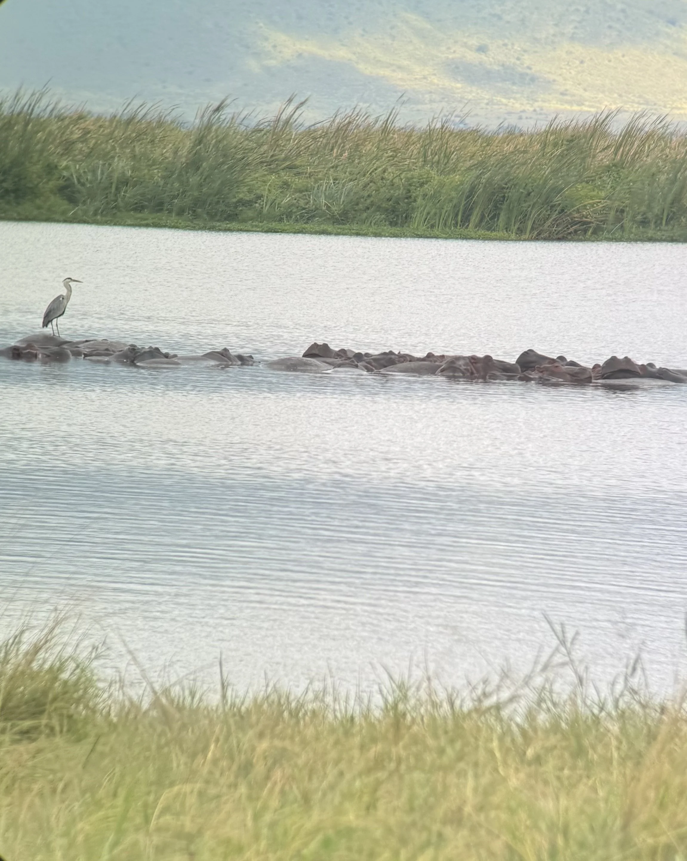 Hippos in Ngorongoro Crater.jpeg