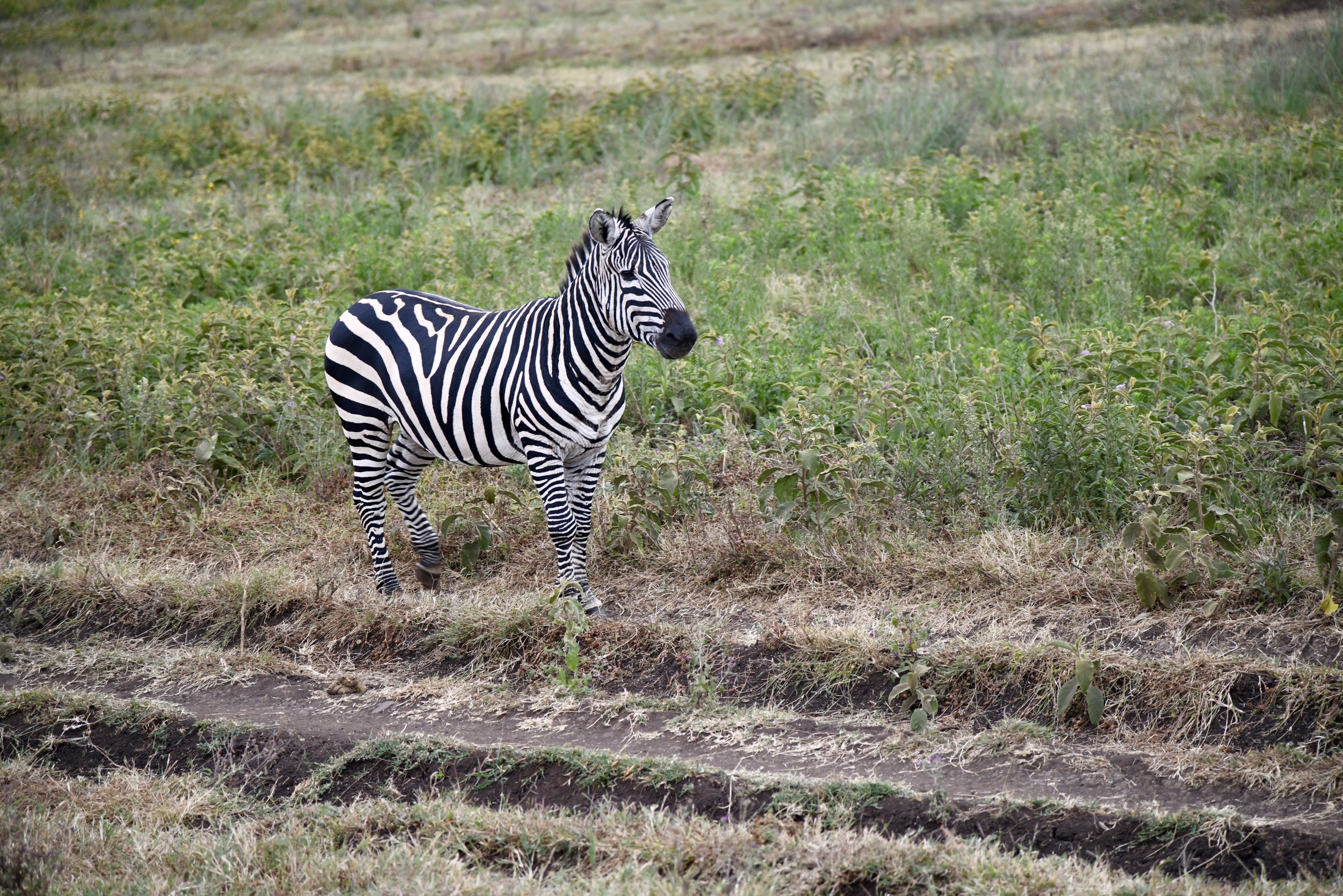 Zebra Serengeti.jpeg