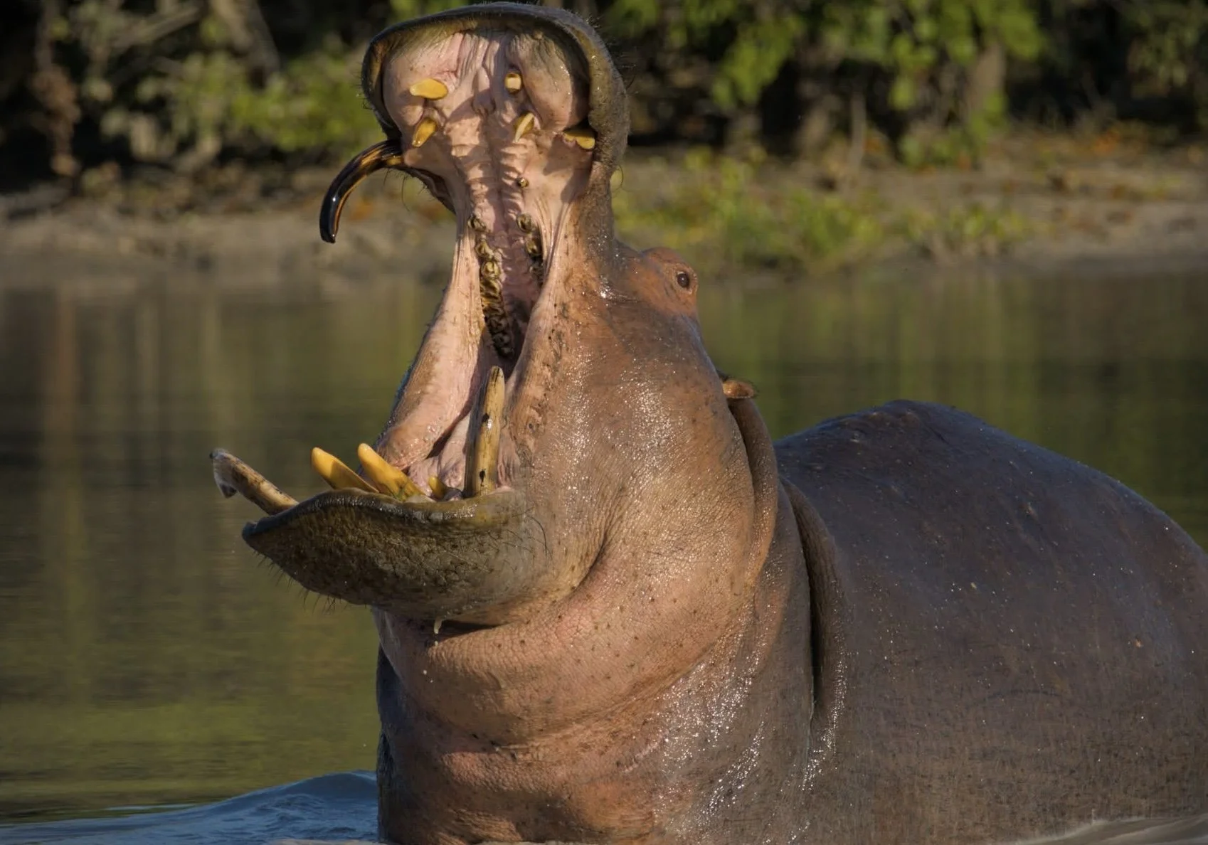 hippo yawning.jpeg