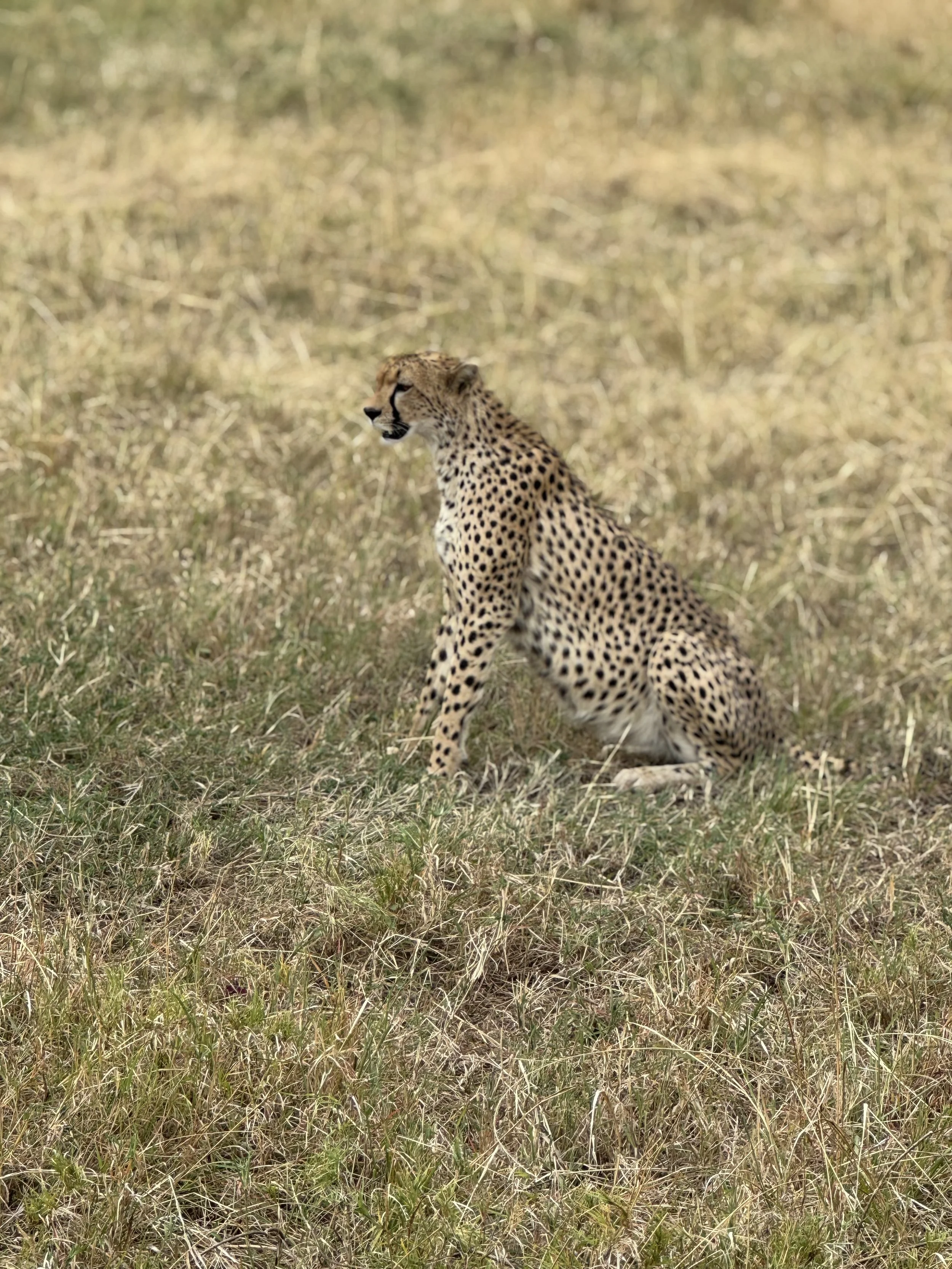IMG_6545.jpeg