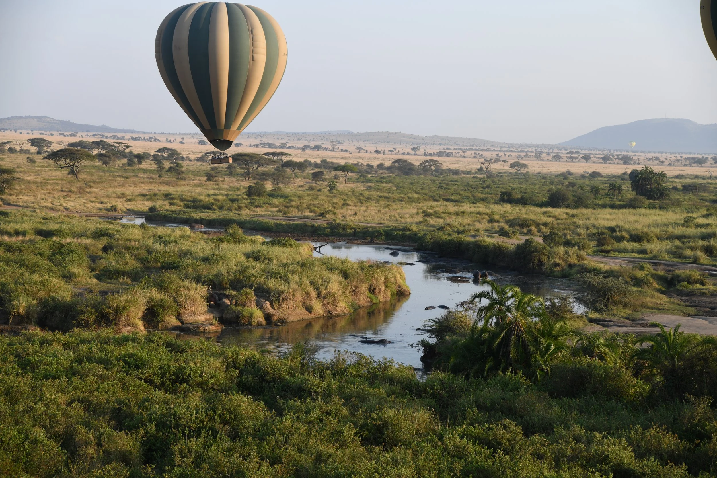 Balloon Safari 2025.jpeg