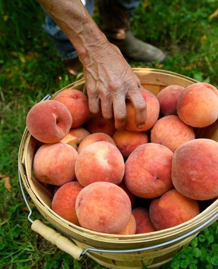 In Colorado, residents often value knowing where their food originates and understand the importance of being connected to agriculture and food production. ⁠
⁠
Our state's love of Palisade peaches is a perfect example.⁠
⁠
&quot;There is something tha