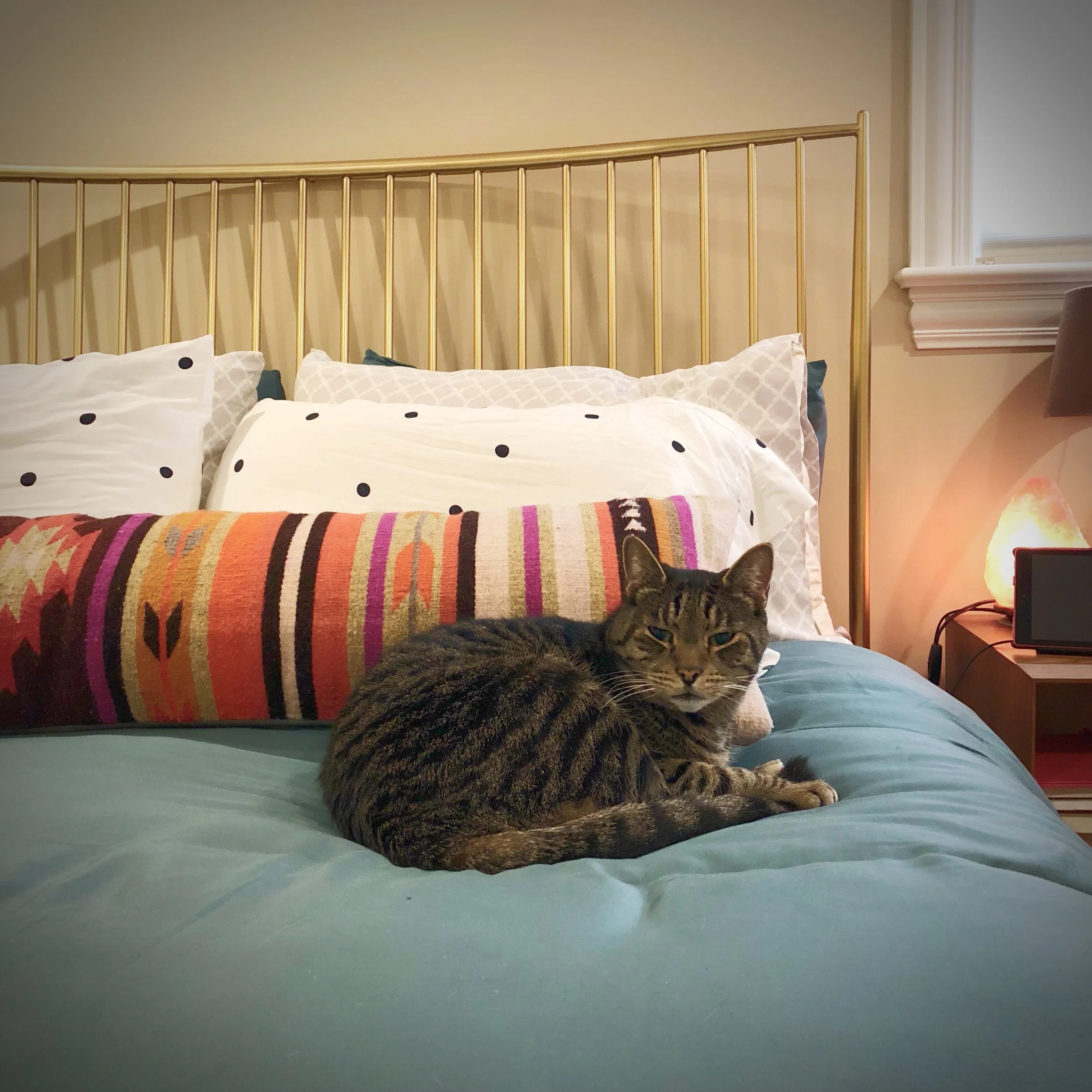 Lily Pads in Chicago