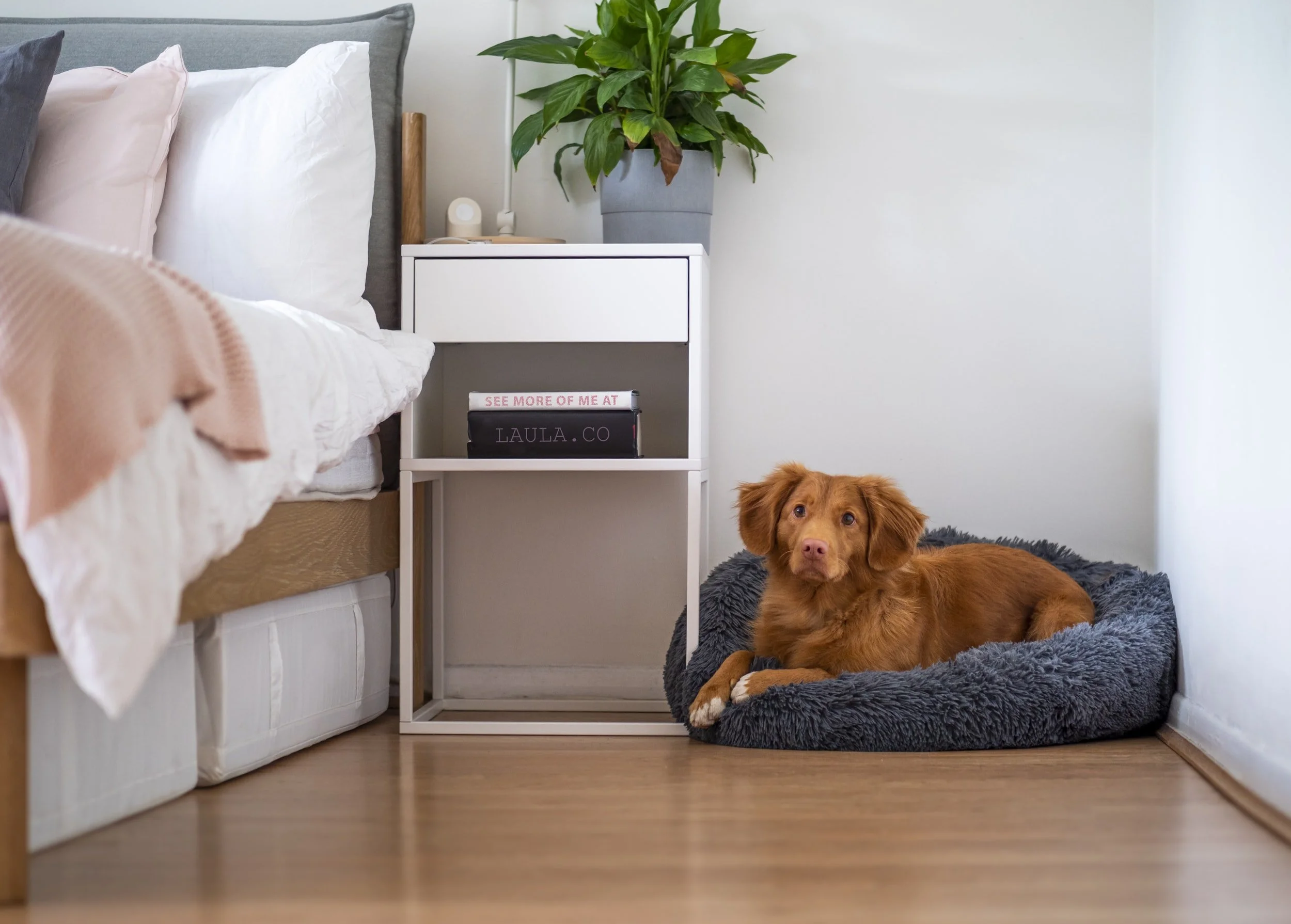 Need to Replace Pet-Damaged Carpet?