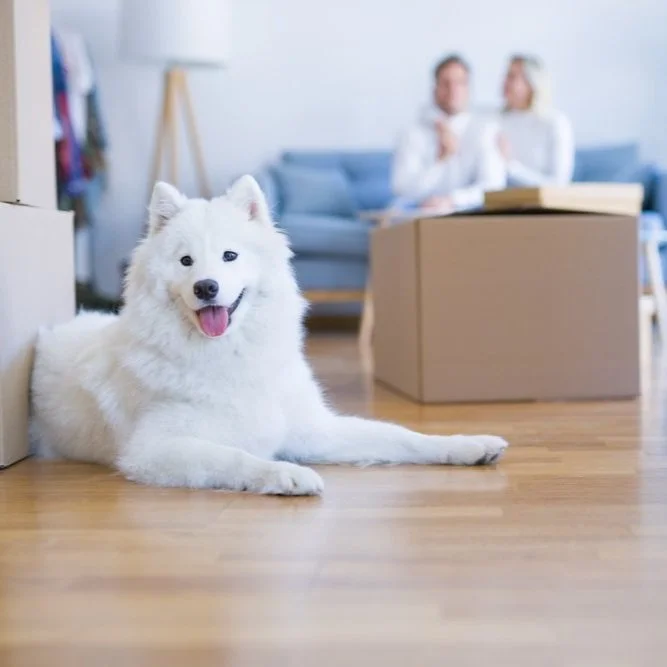 Mistakes to Avoid While Moving with a Pet