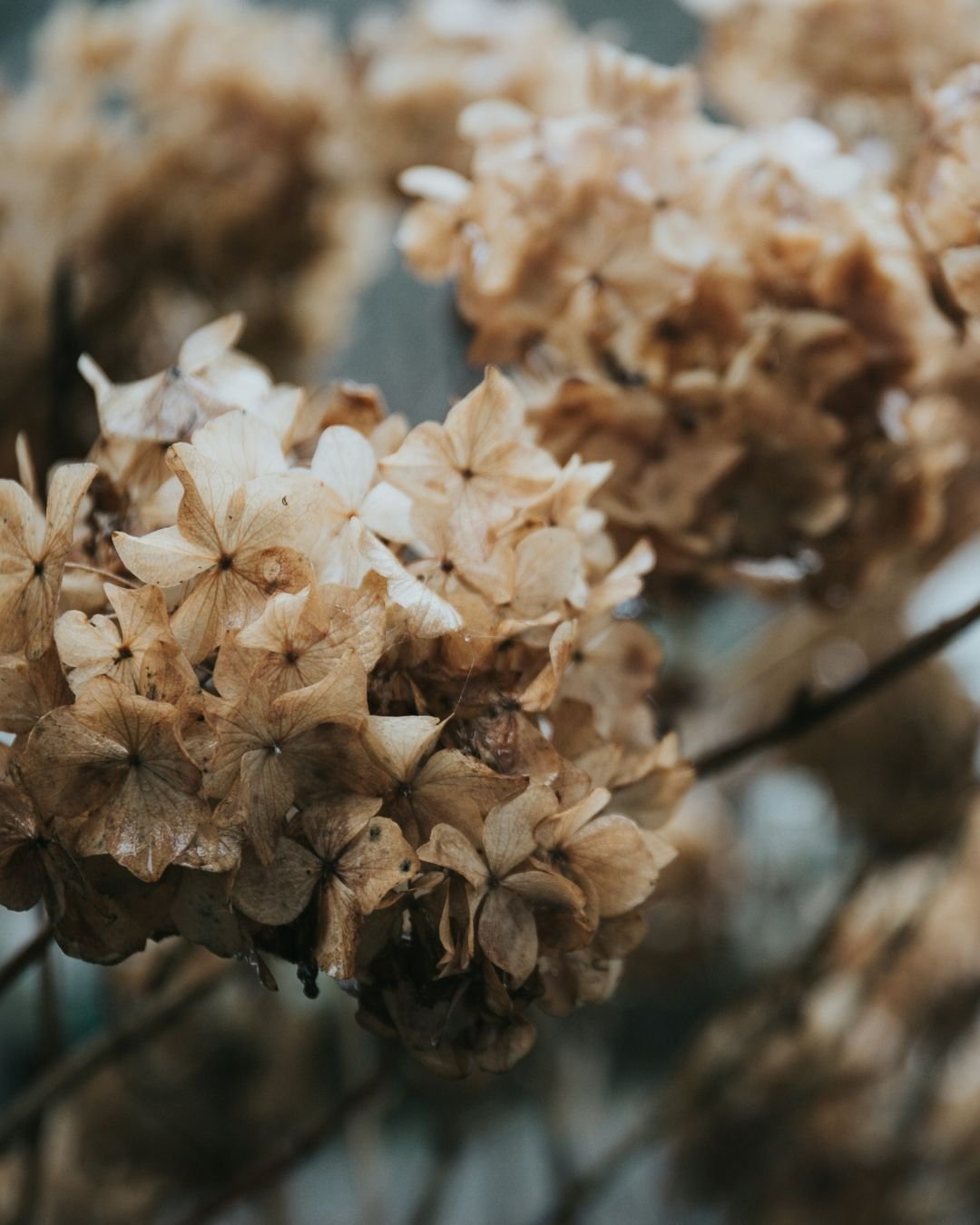 🍂 M&ecirc;me fan&eacute;s, les hortensias conservent une beaut&eacute; nostalgique. Ils rappellent l'&eacute;t&eacute; pass&eacute; et attendant patiemment le renouveau. 

&Agrave; Brendaouez, l'hiver pr&eacute;pare l'&eacute;crin pour un &eacute;t&