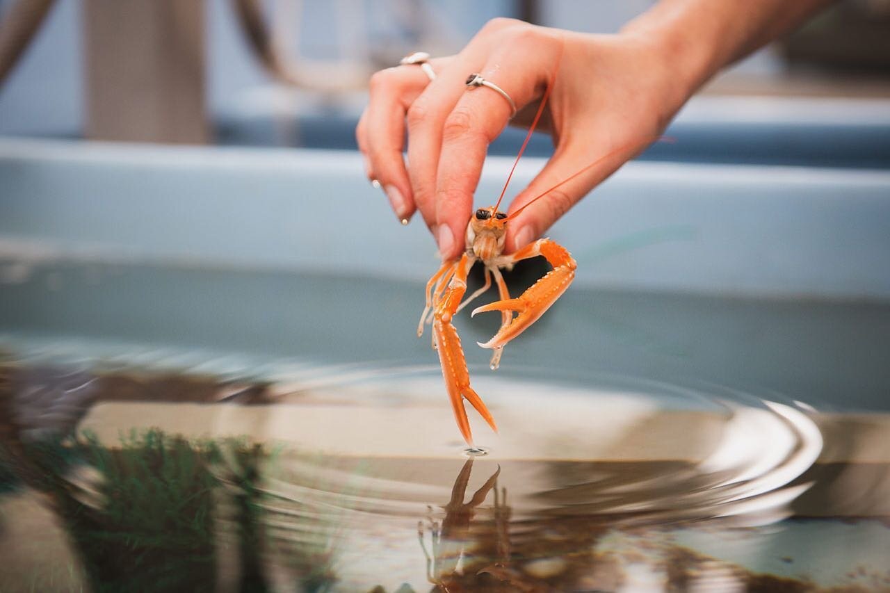 W.394 / St Abbs Marine Station / Scotland

In the St Abbs Marine Station, a nephrops norvegicus (also known as Norway lobster or langoustine) is delicately lifted from its acclimatisation tank. Here, the animals are acclimating to the conditions of t