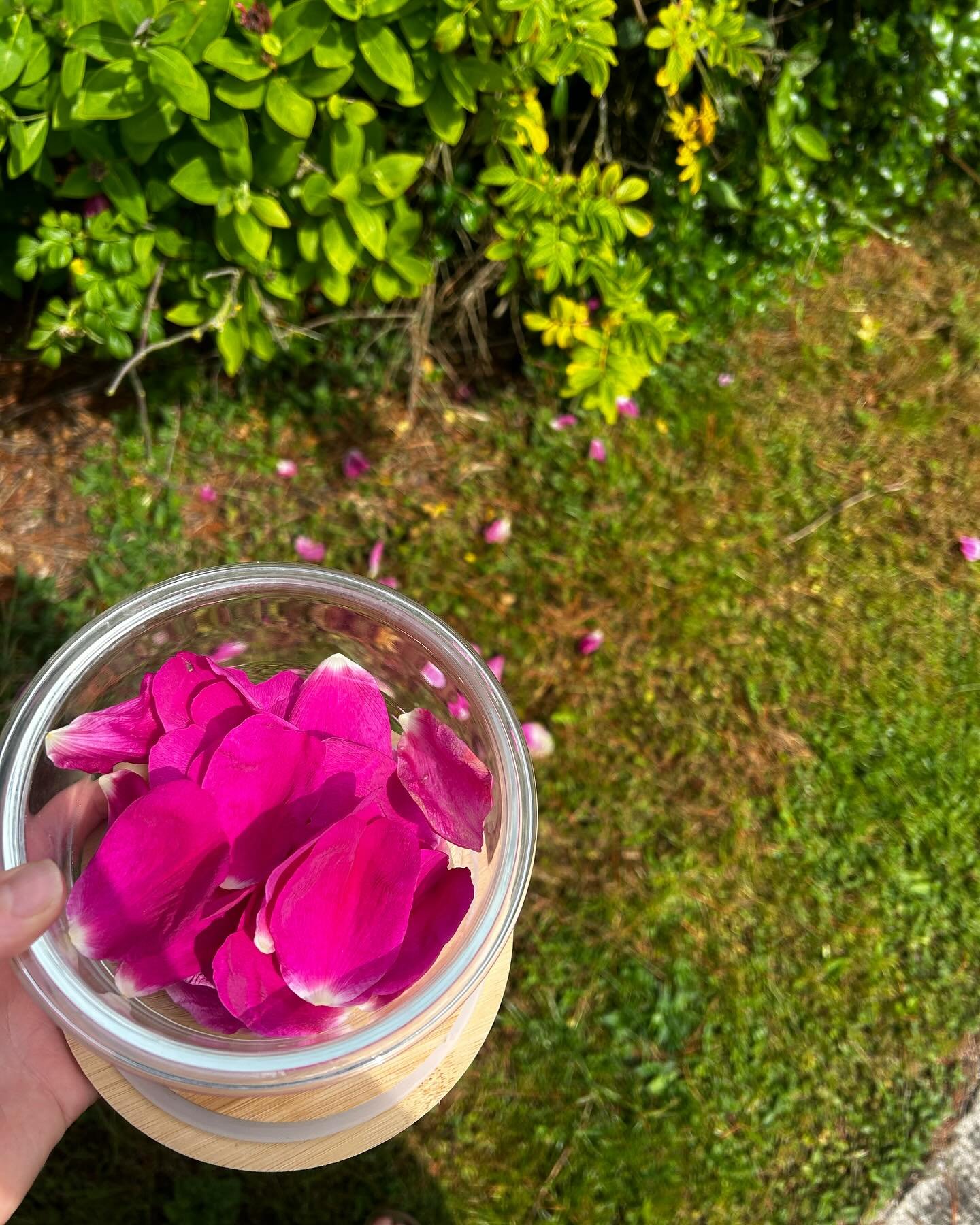 What an honor it has been to gather Wild Rose infused by the salty sea air for the Rose Water Sprays for Way of the Rose Group Immersion today.

As we left our seaside nest today I took some time to gather these gorgeous rose petals in preparation fo