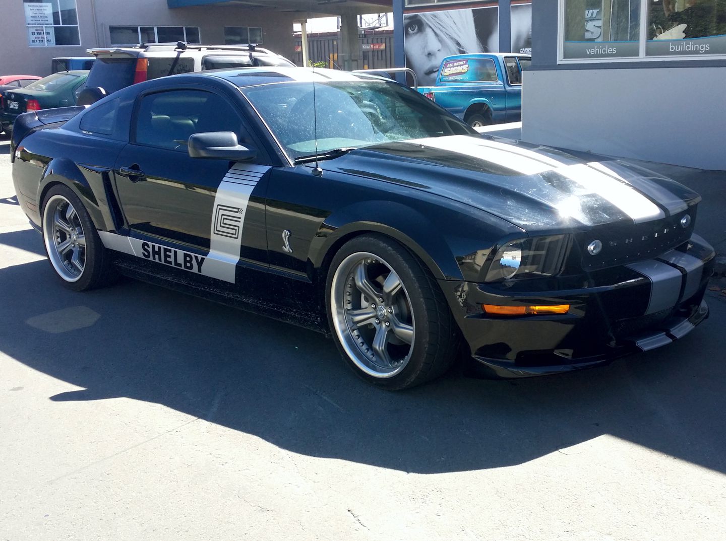 Shelby.jpg