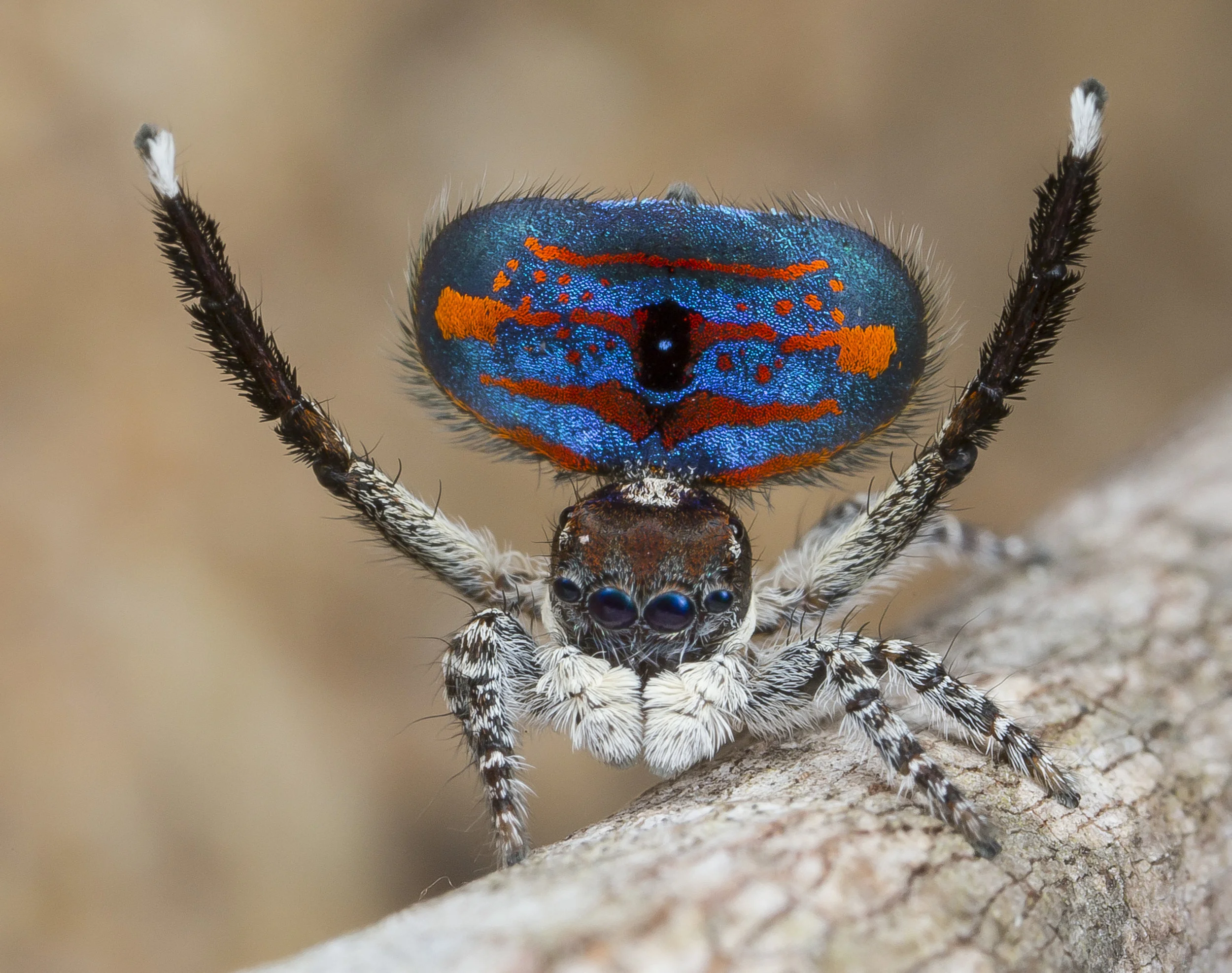 Maratus Melindae Melindae Peacock Spider