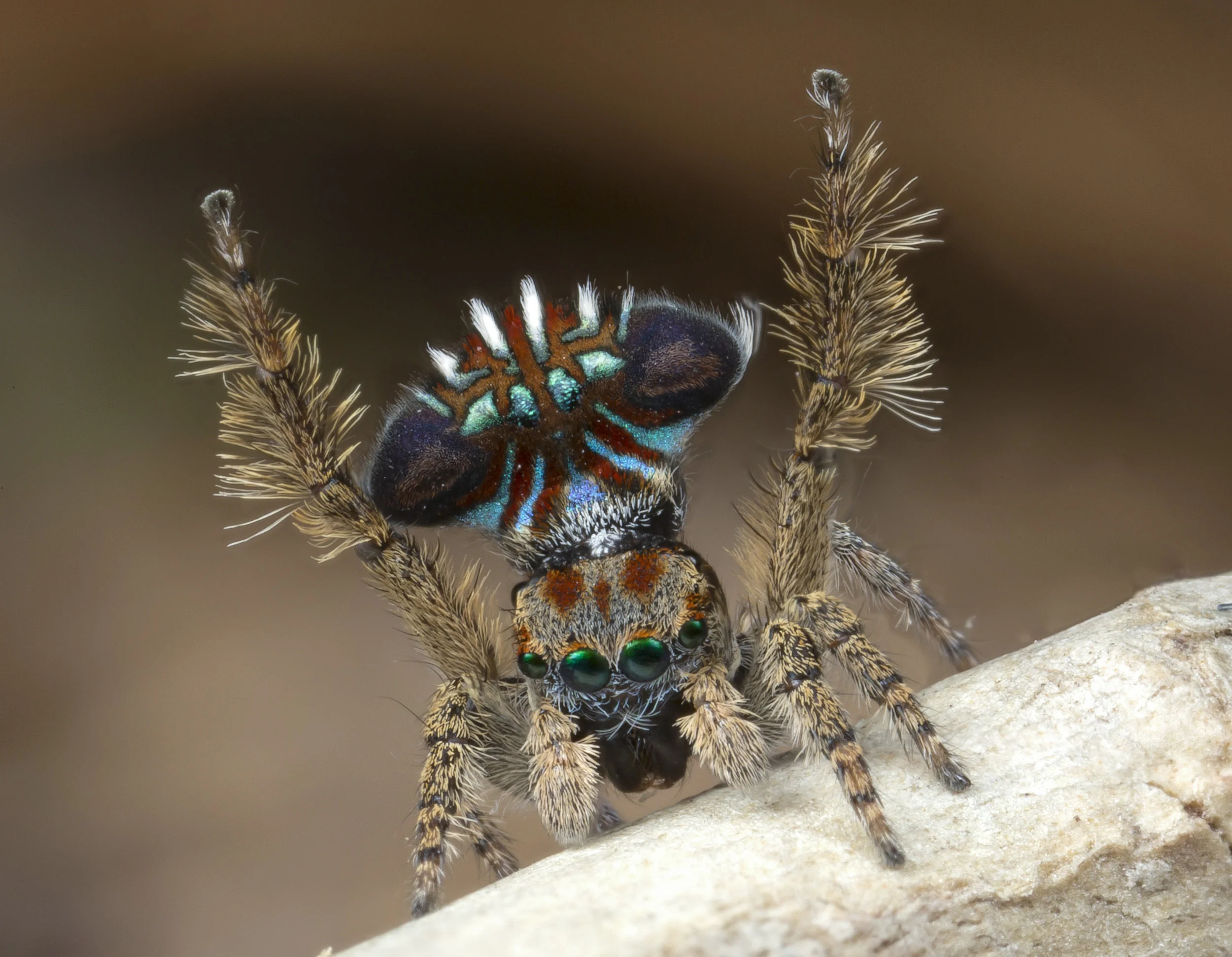 Maratus Cristatus Peacock Spider Maratus Cristatus Peacock Spider