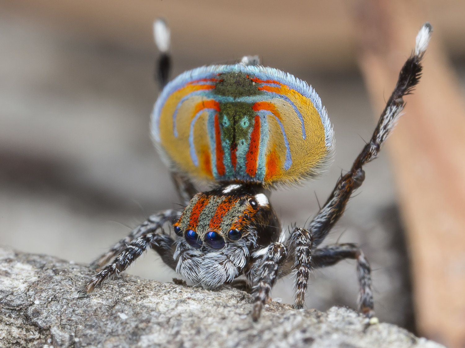 Maratus Volans — Peacock Spider