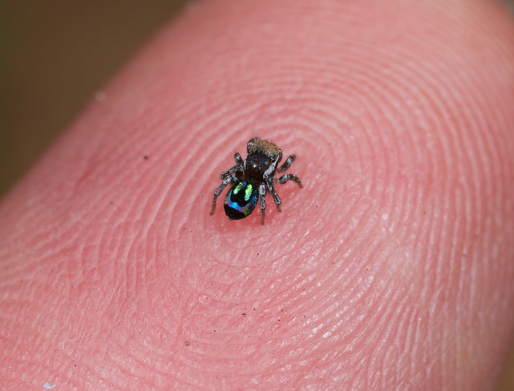 Adult male of Maratus robinsoni on my index finger, one of the two smallest species of peacock spider
