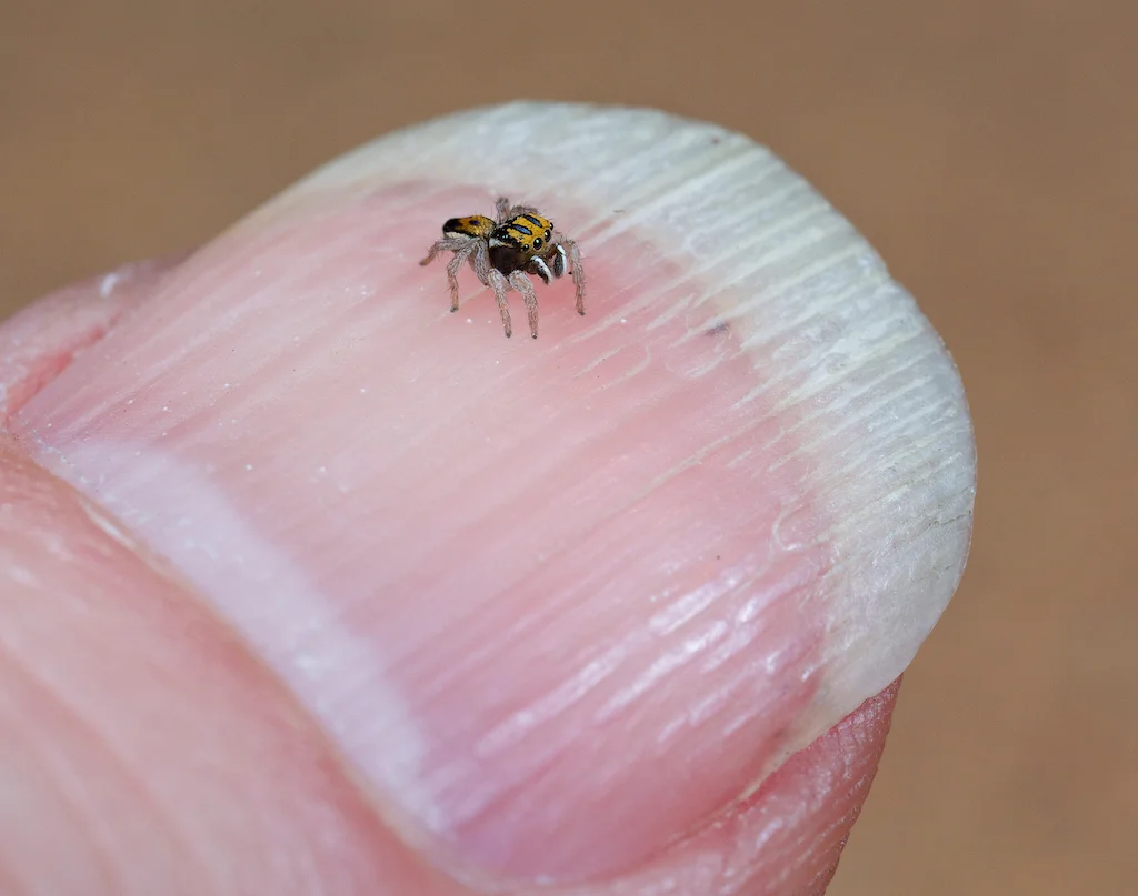 Adult male of Maratus purcellae, one of the two smallest of peacock spiders