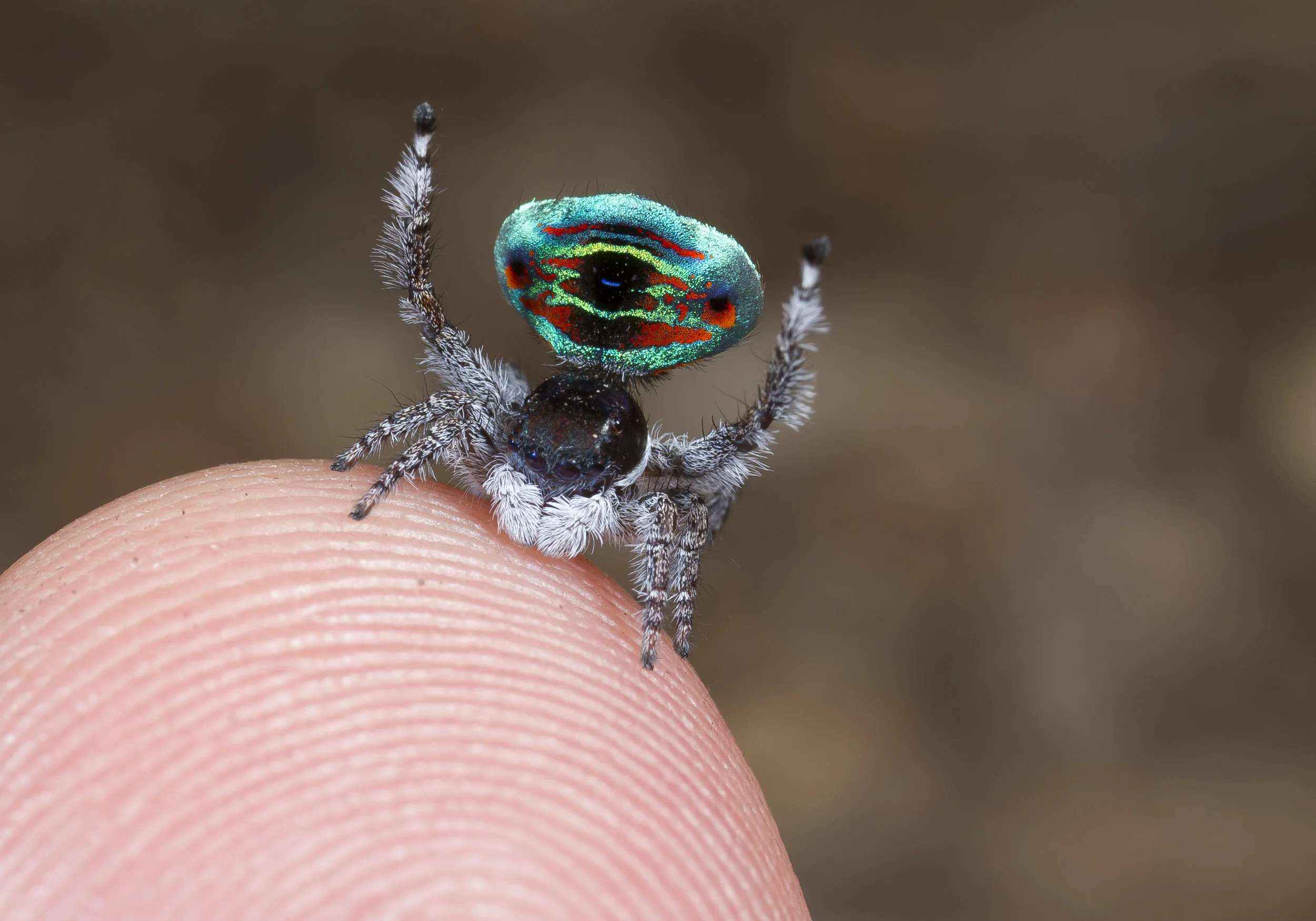 Adult male of Maratus sarahae, one of the giants. This species and Maratus caeruleus are the largest peacock spiders