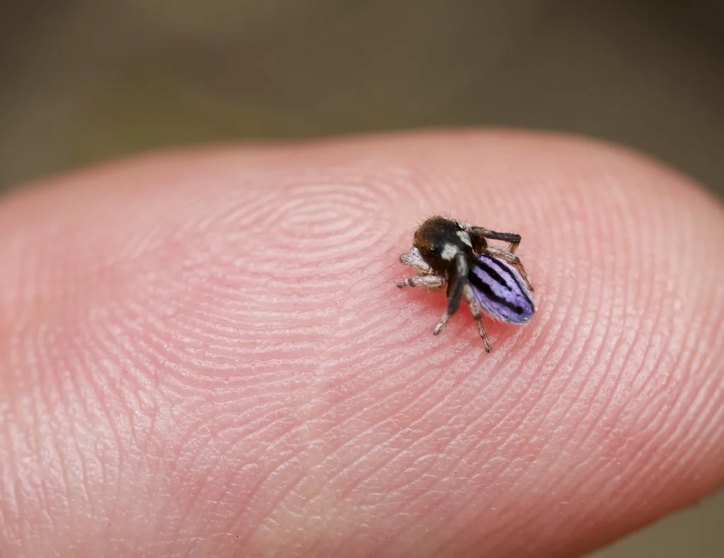 Size — Peacock Spider
