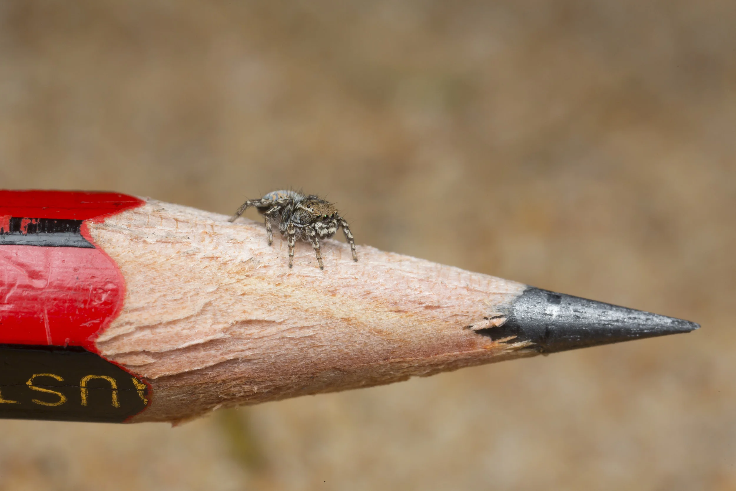 Adult male of Maratus spicatus on an ordinary sized pencil