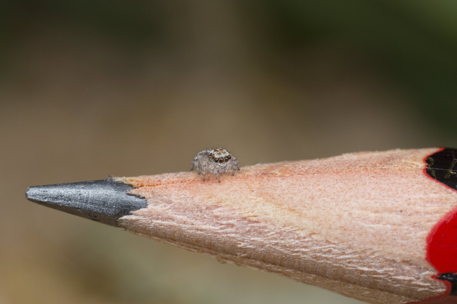 Size — Peacock Spider