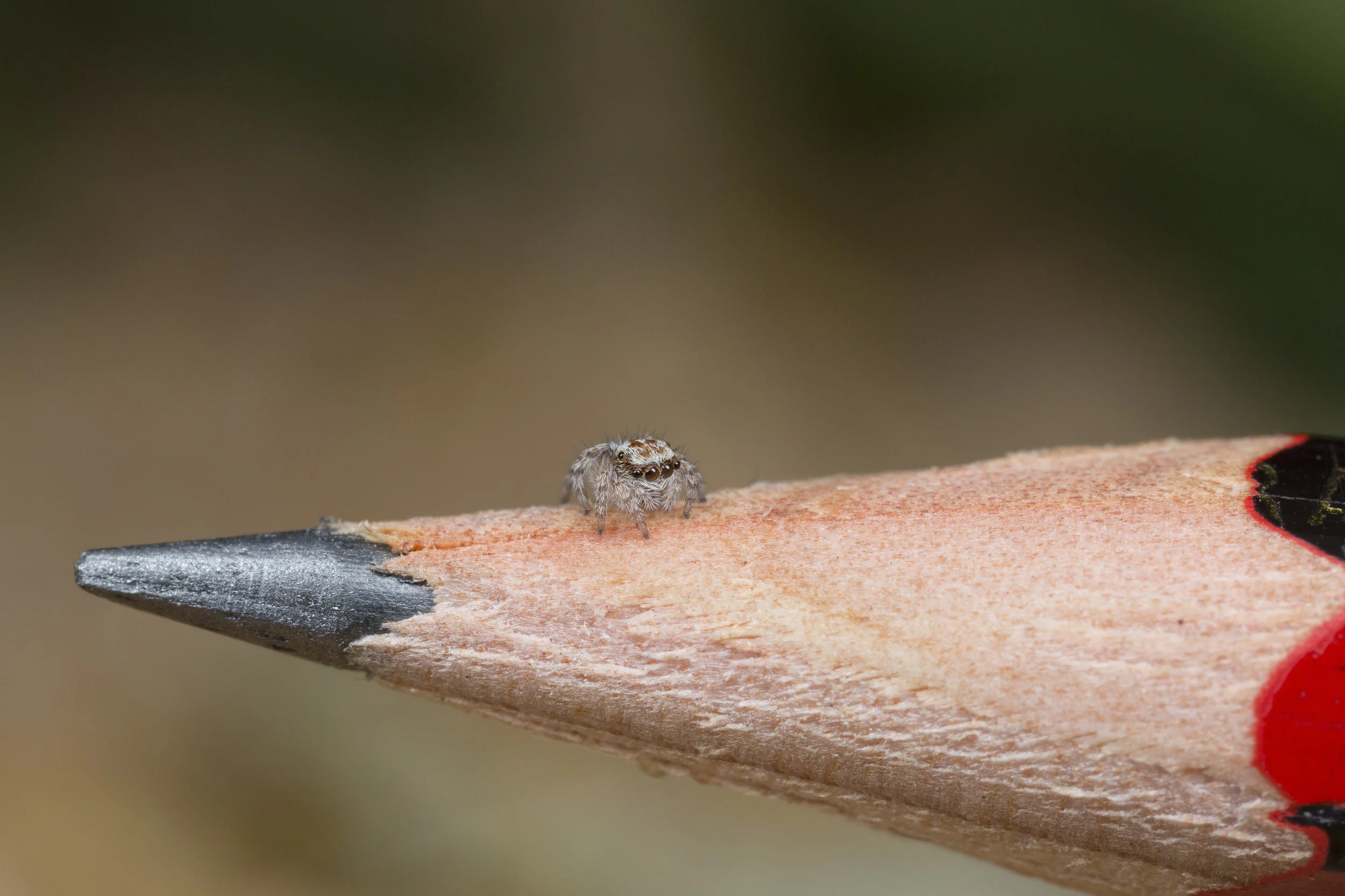Maratus albus juvenile (2nd instar) shortly after emerging from the egg, on a normal sized pencil