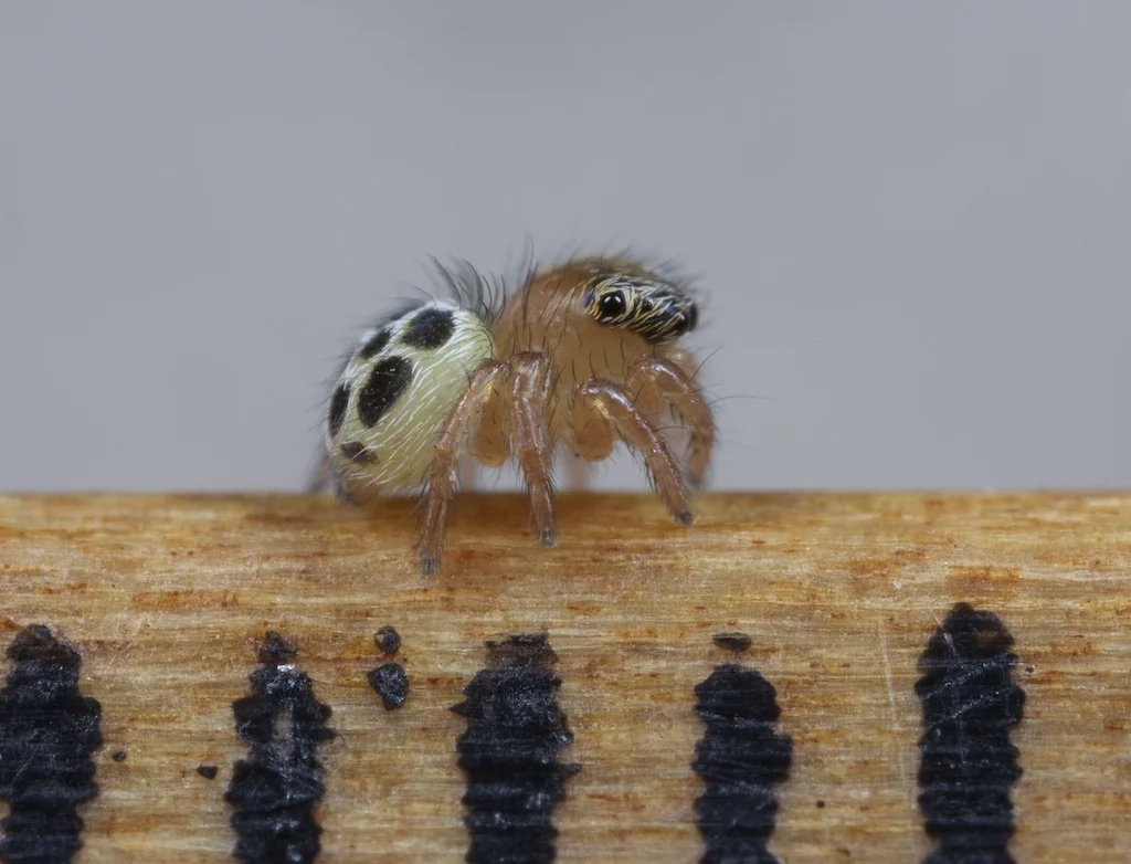 Saratus hesperus juvenile (2nd instar) on wooden ruler. The black bars are millimetre divisions, so this spider is approximately 1.5 mm in length