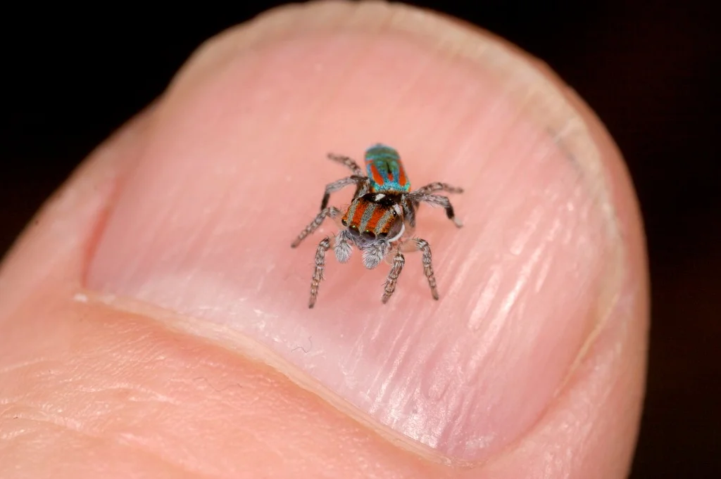 Adult male Maratus volans on my thumb nail. Definitely one of the larger species