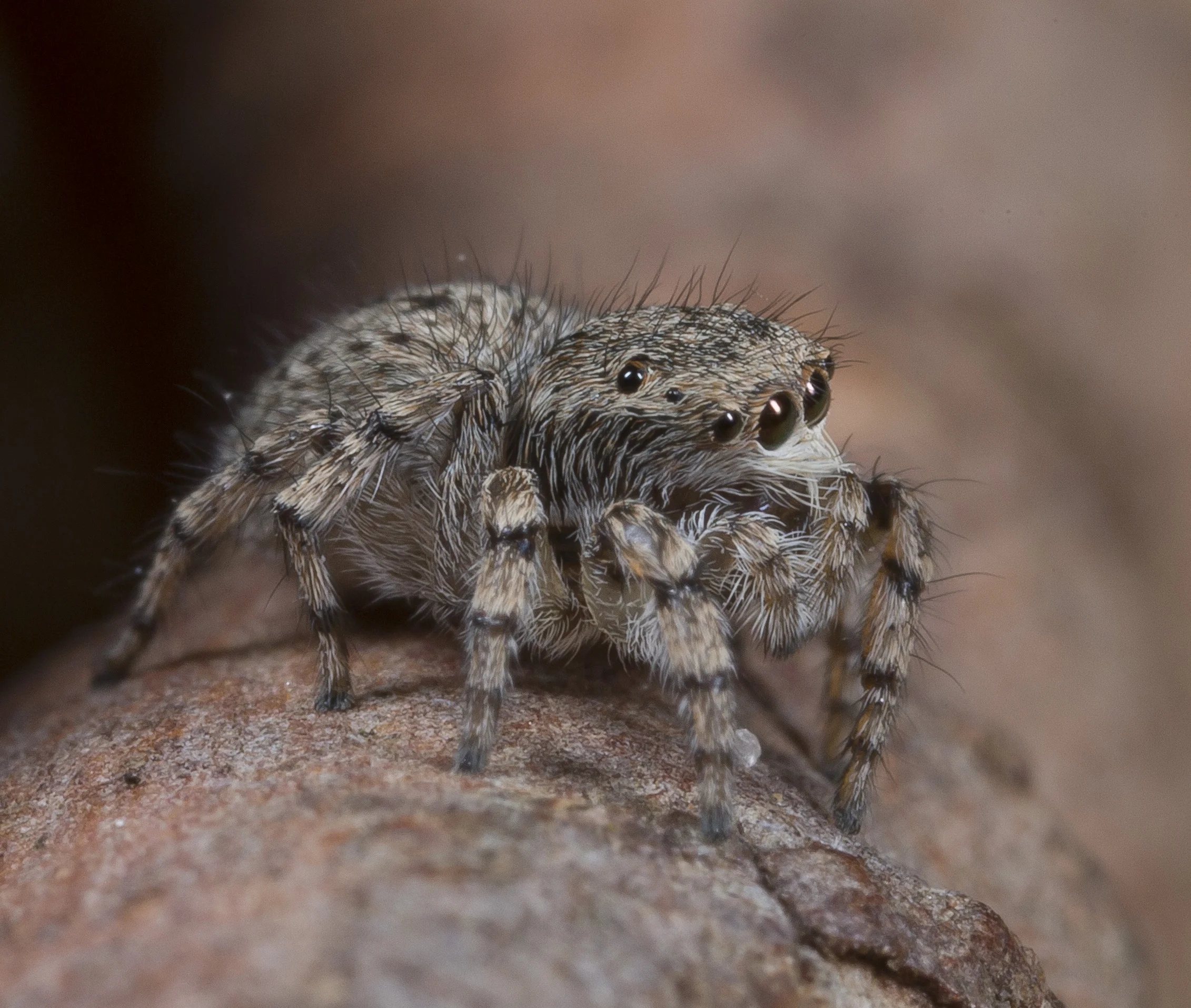 villosum_Yarramundi_F5asimmature-0327.jpg
