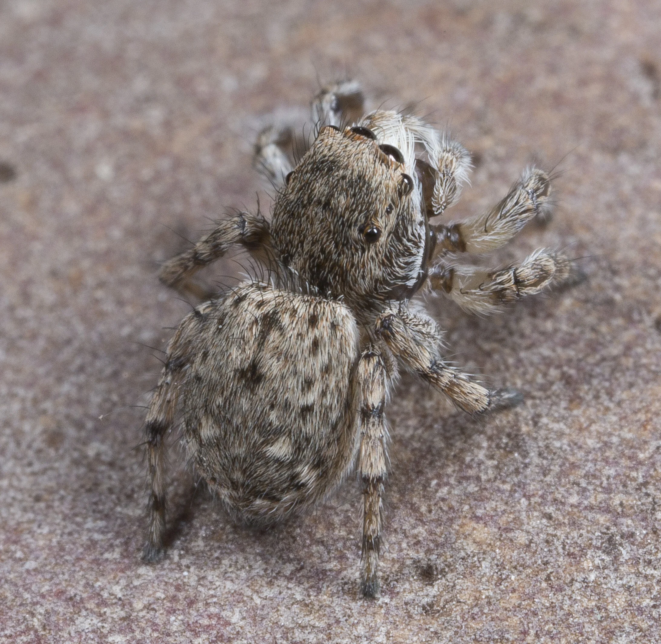 villosum_Yarramundi_F5asimmature-0321.jpg