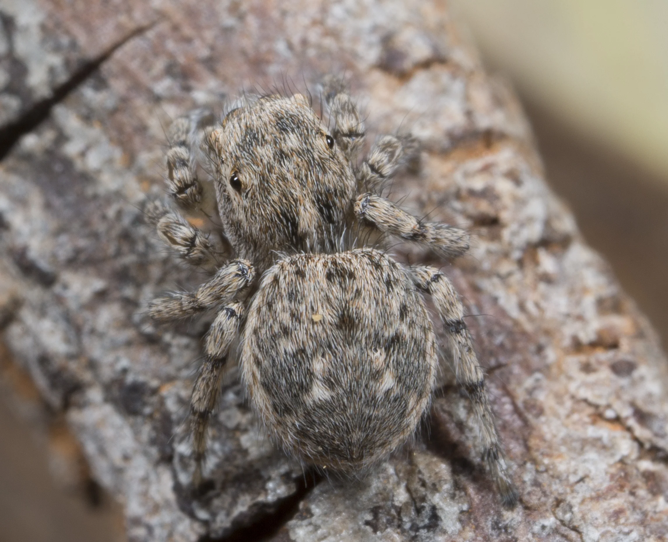 villosum_Yarramundi_F5asimmature-3824.jpg