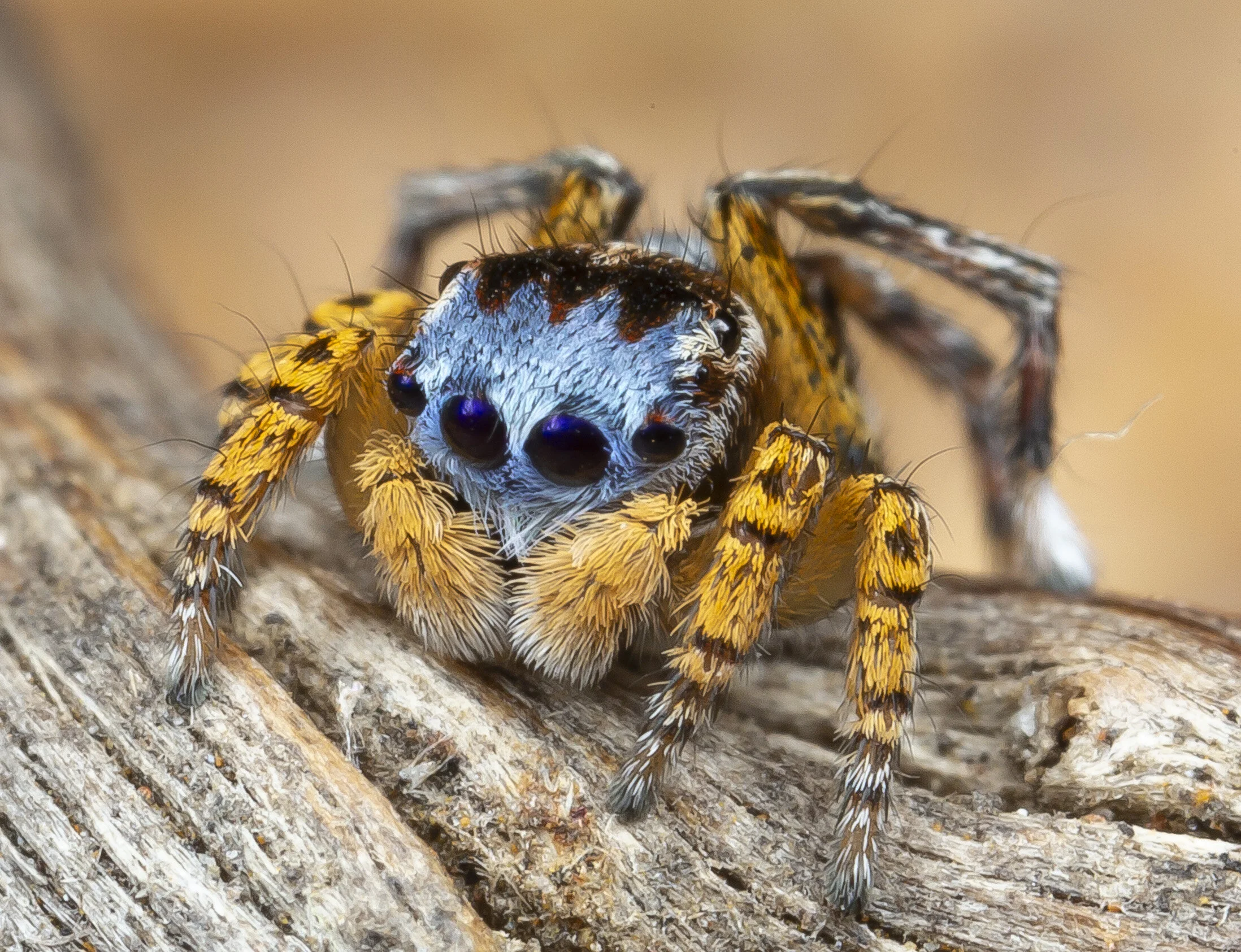 Pin by Ghost-from-the-moon on ШЕ_Самый храбрый рыцарь Jumping spider, Animal wal