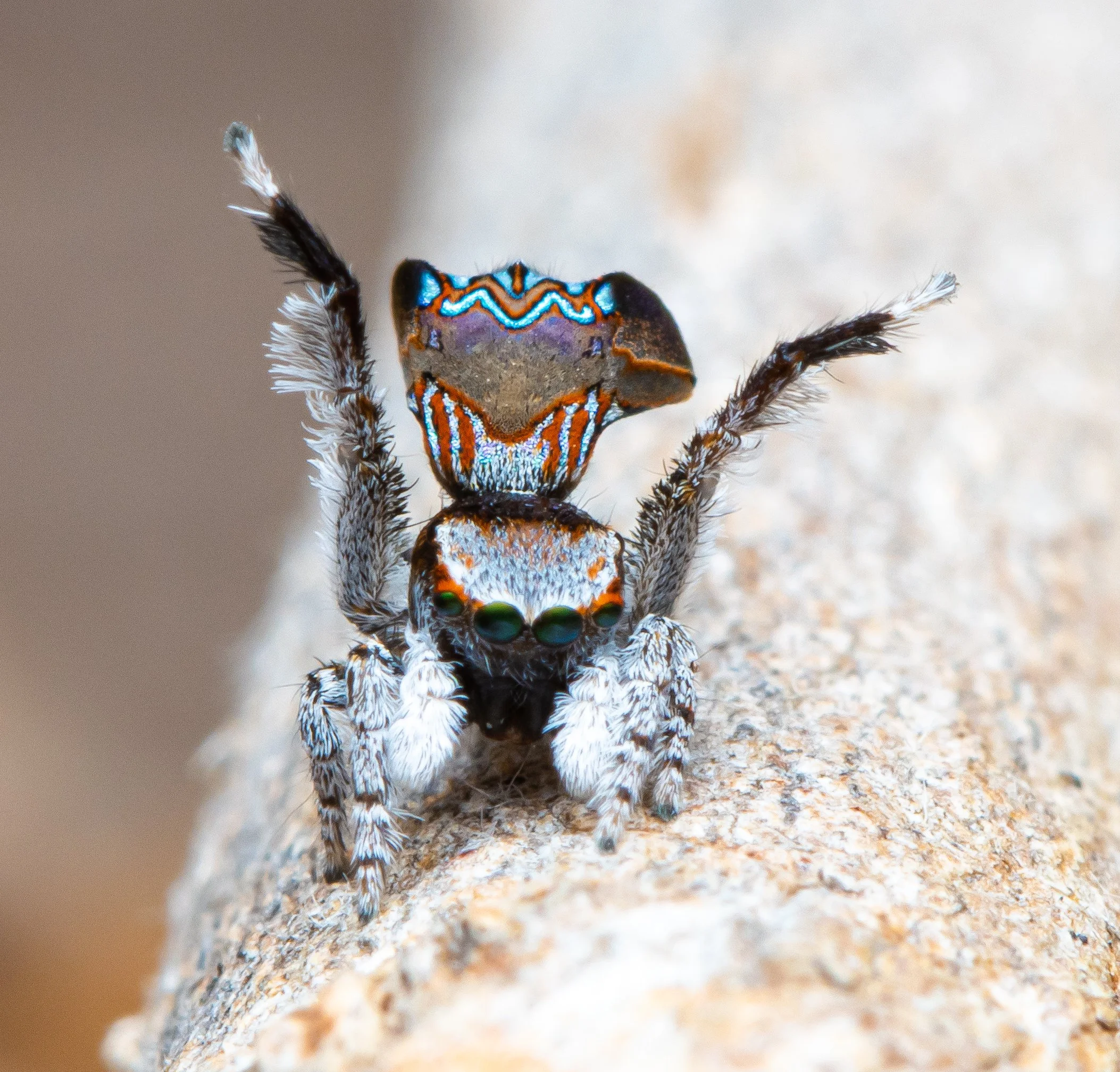 Maratus Sp Unnamed WA Peacock Spider
