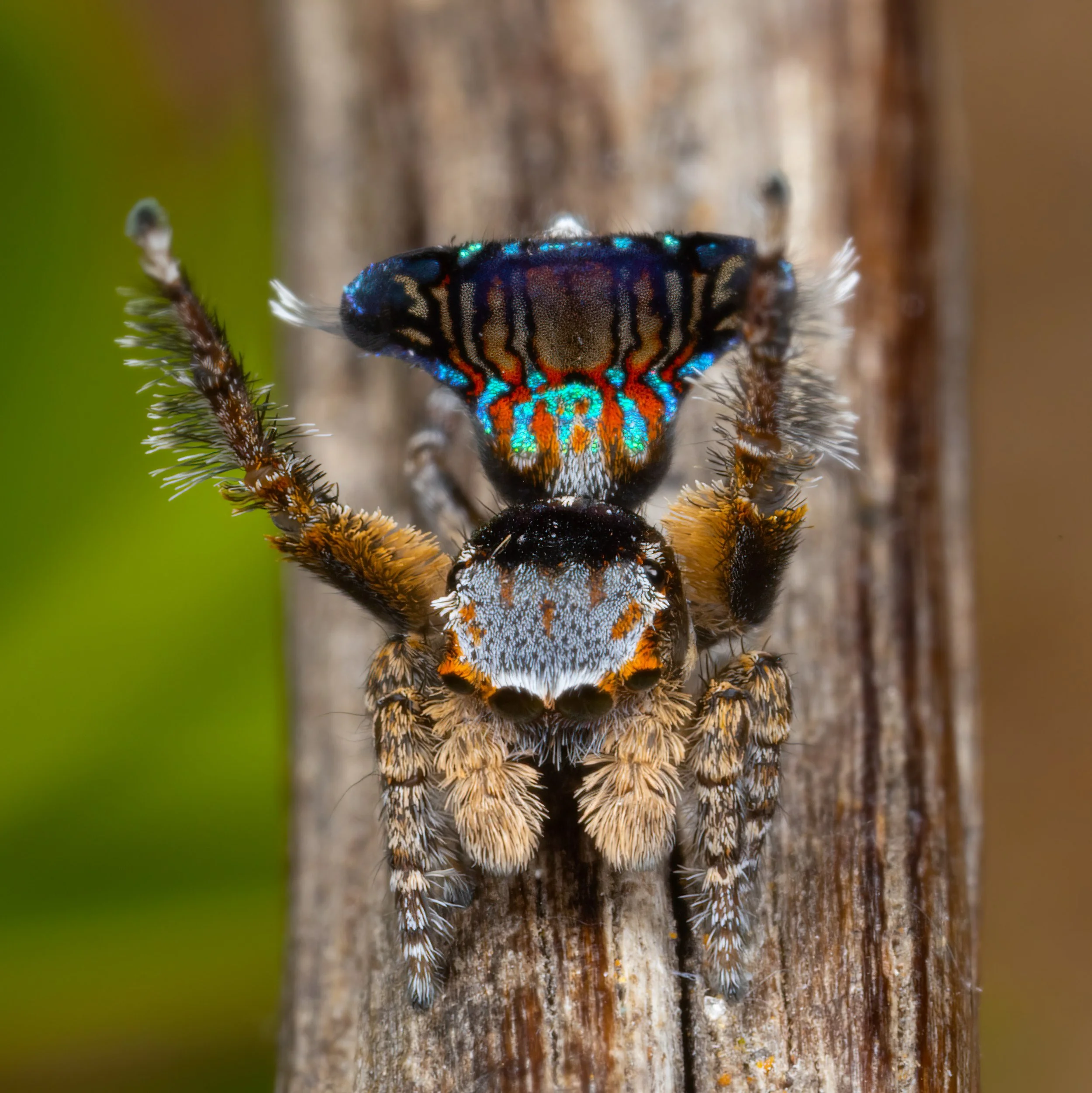 _D5A0469-Edit.jpg
