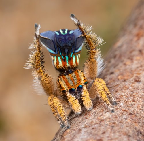 7 new species of colorful Peacock Spider join the dance party