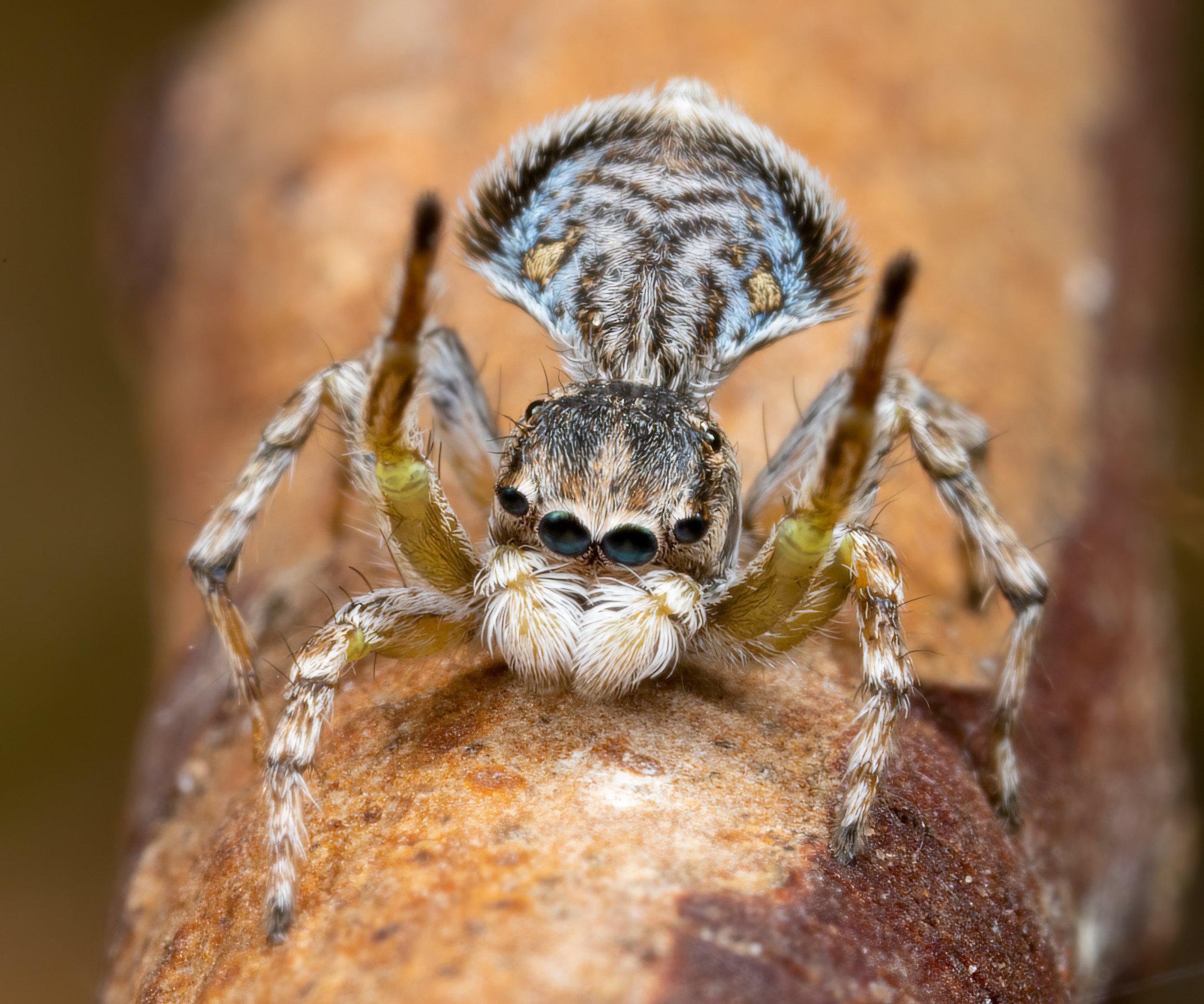 JUMPING SPIDER - Cambridge English Dictionary