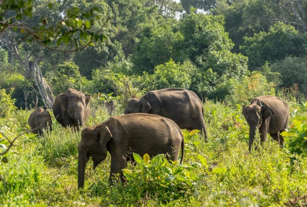 Experience Elephants