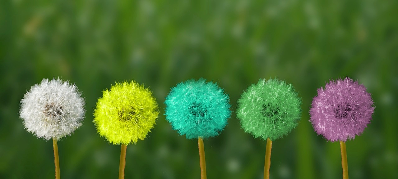 dandelion-2817950_1280.jpg
