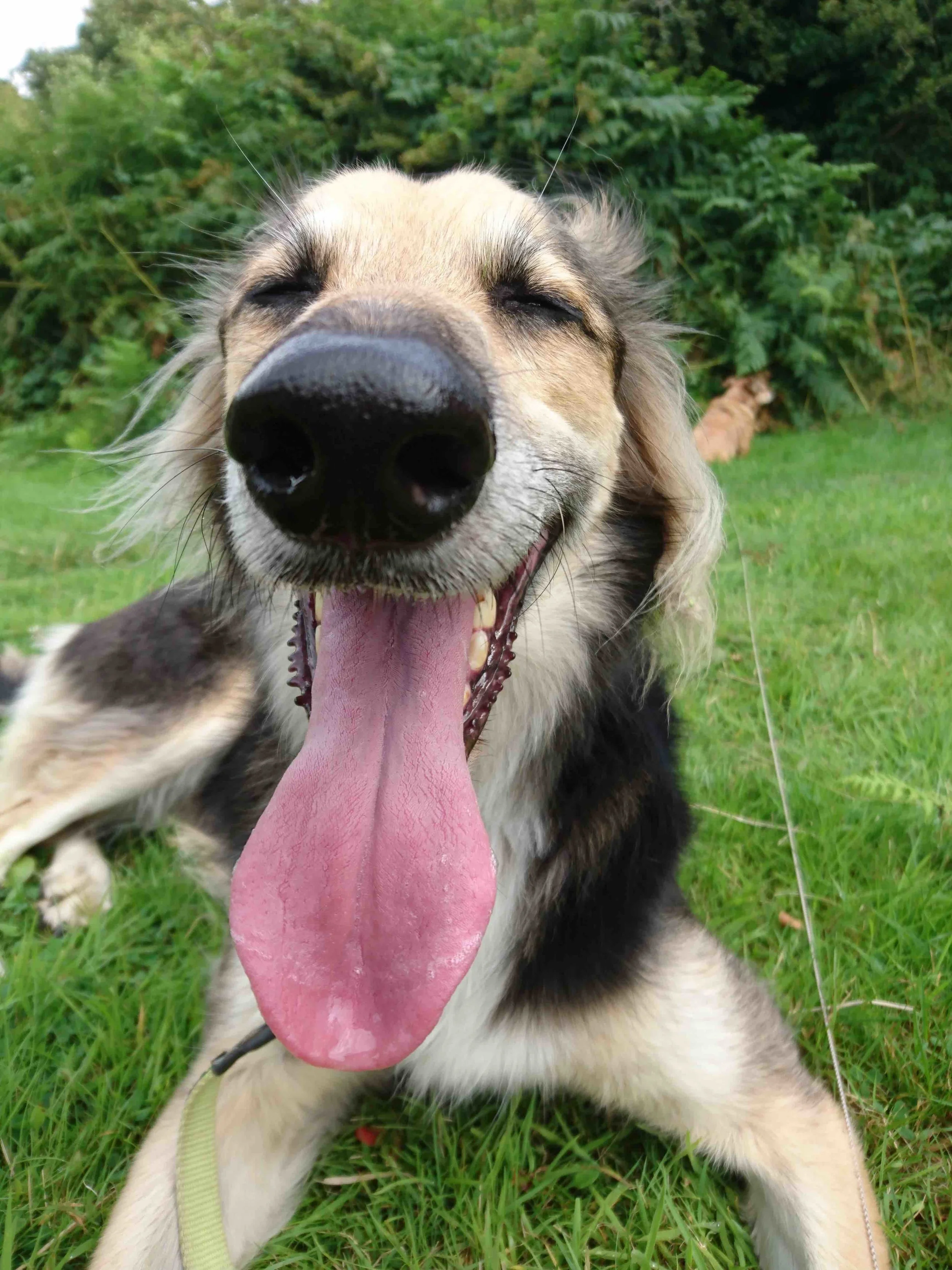 OxPaws offer experienced dog walking and boarding services local to dog and puppy owners in the North Oxford area, from Wytham to Wheatley. Dog walking is important for socialisation and day-today health of puppies and dogs.