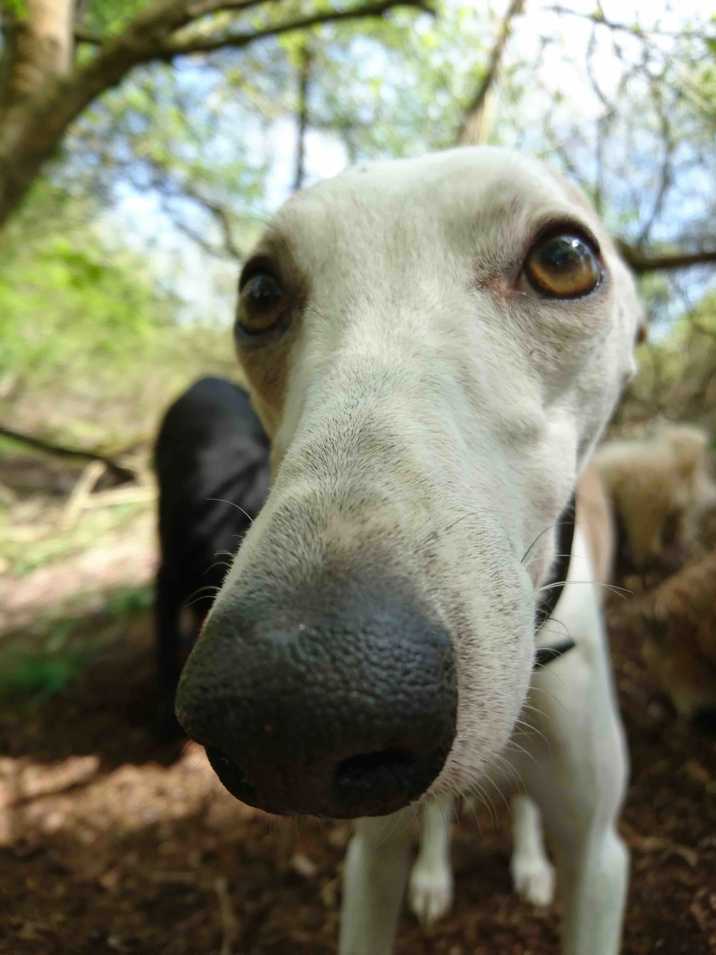 Your puppy or dog needs regular socialisation and our dog walking services in the North Oxford area are reliable, fun and affordable.