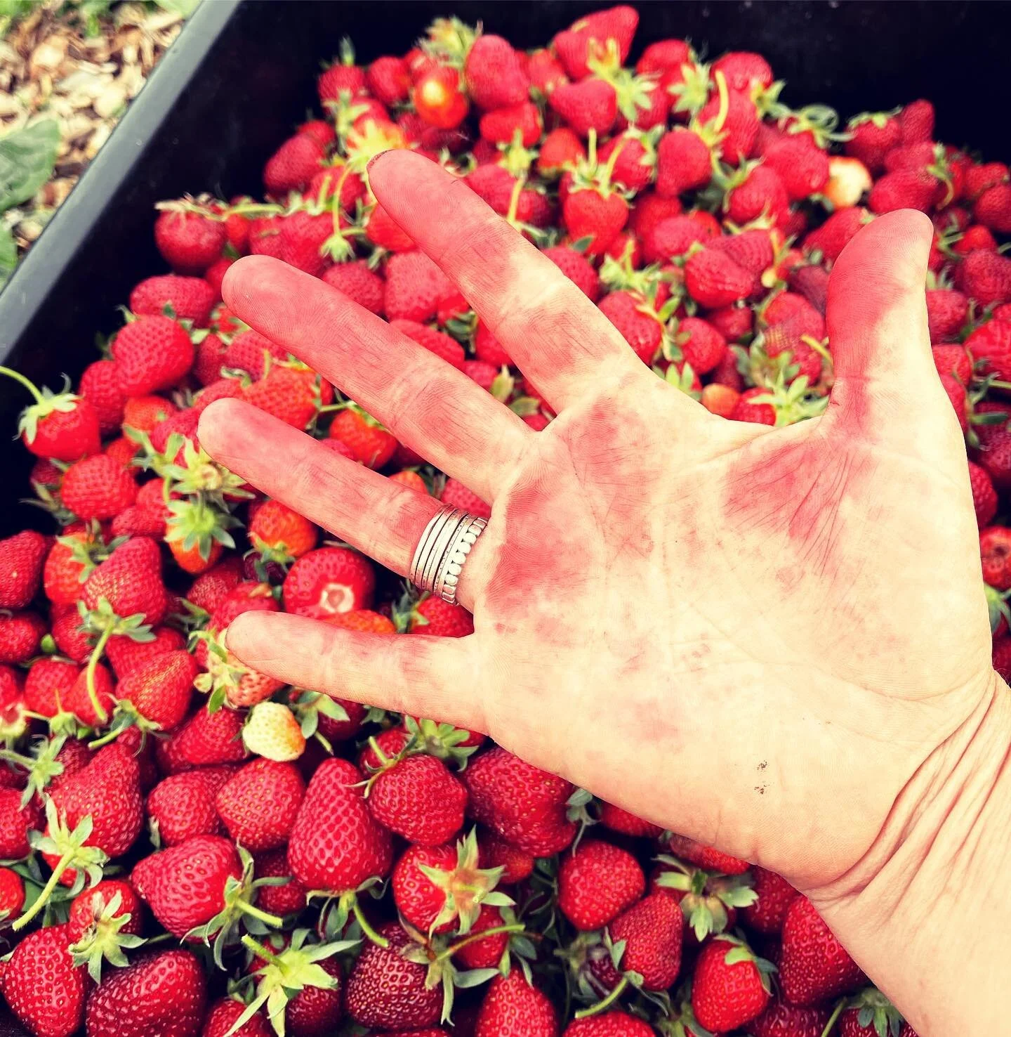 I think this speaks for itself! 😂 #farmfresh #strawberryseason #connecticutgrown