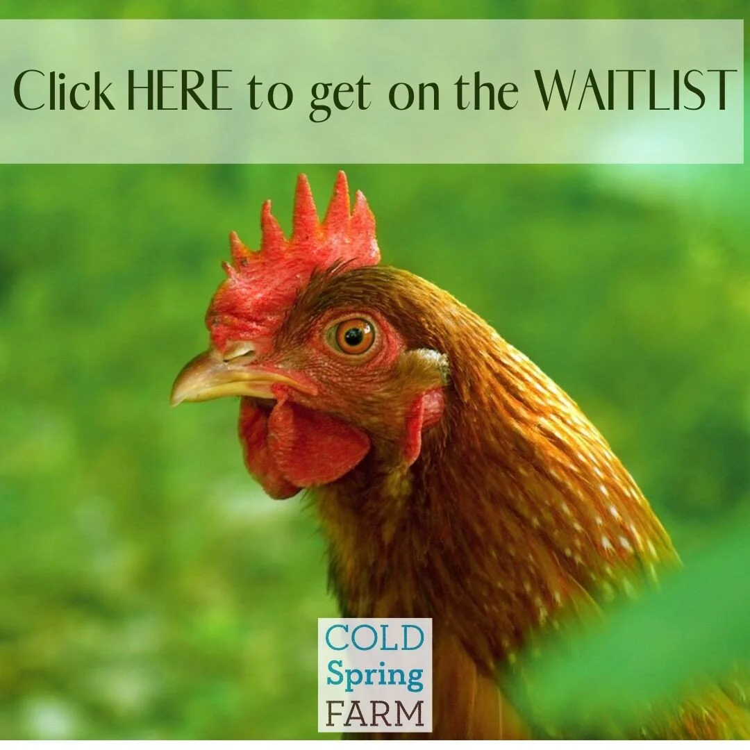 We've started a waitlist for all of you that have been asking, "When are you ordering Egg Layers again?!" Head over to our website and select PRE-ORDER LAYING HENS from our SHOP menu and then follow the directions from there!  #coldspringfa